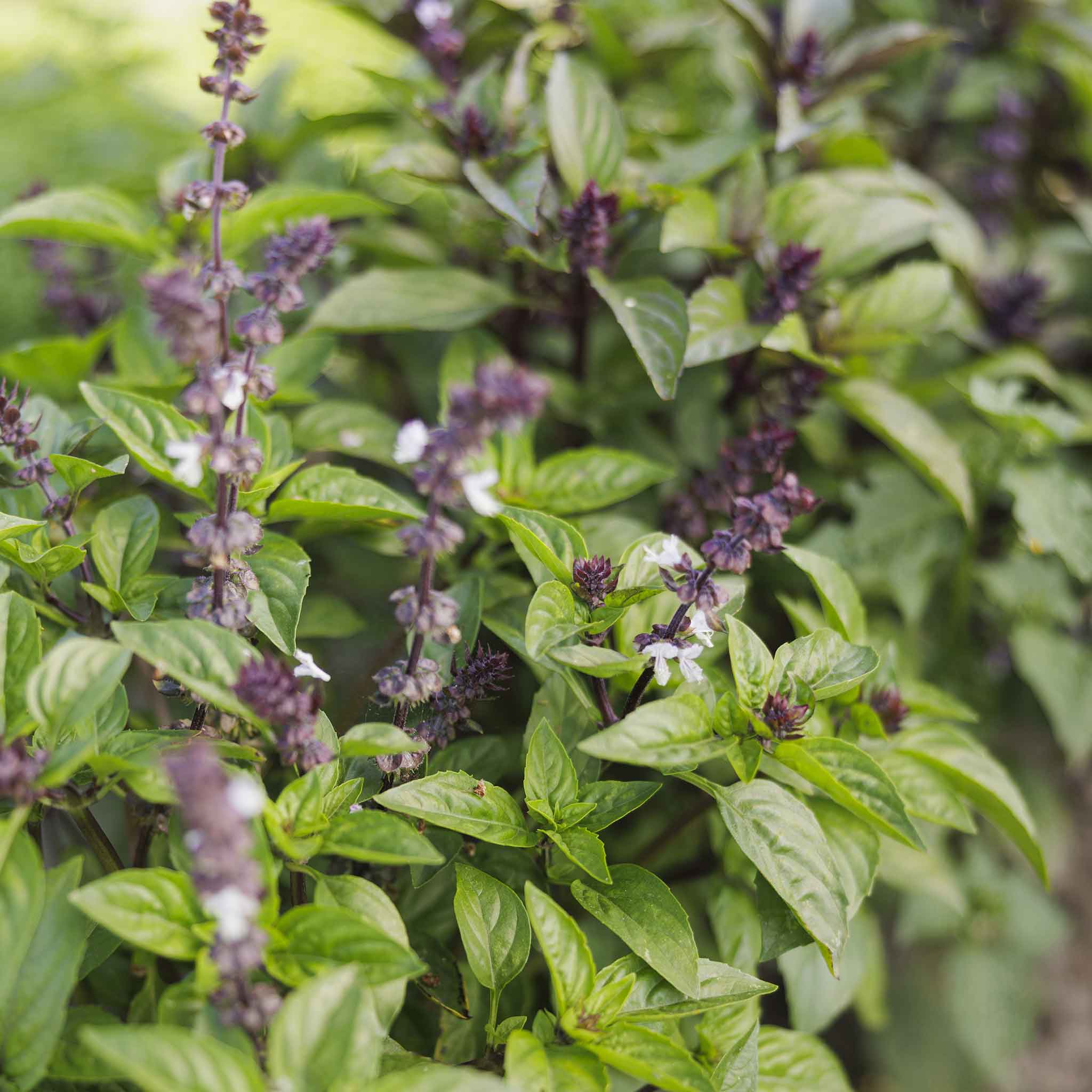 Close up photo of cinnamon basil plant with dark leaves and prominent purple flowers.