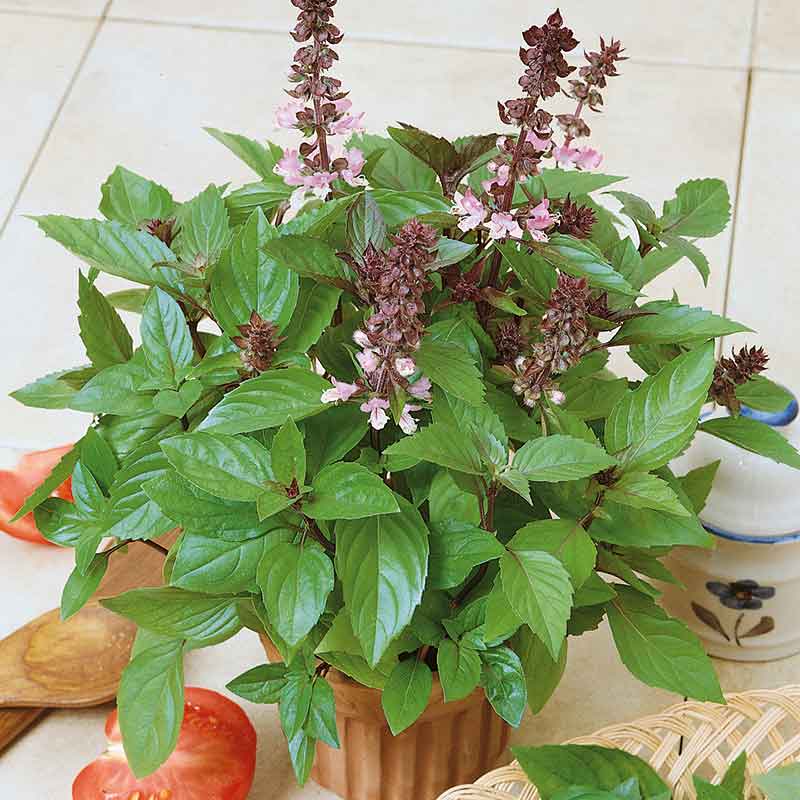A close-up of vibrant green cinnamon basil leaves with purple stems, against a white background.