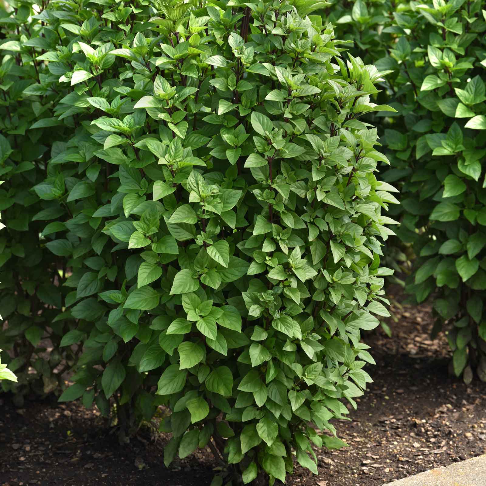 Close-up of tall Everleaf Thai Towers basil leaves in a manicured garden.