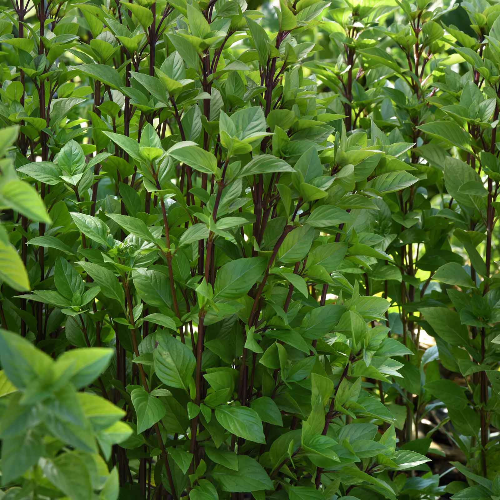 Lush green basil leaves an d dark stems of Everleaf Thai Towers, ready for harvest.