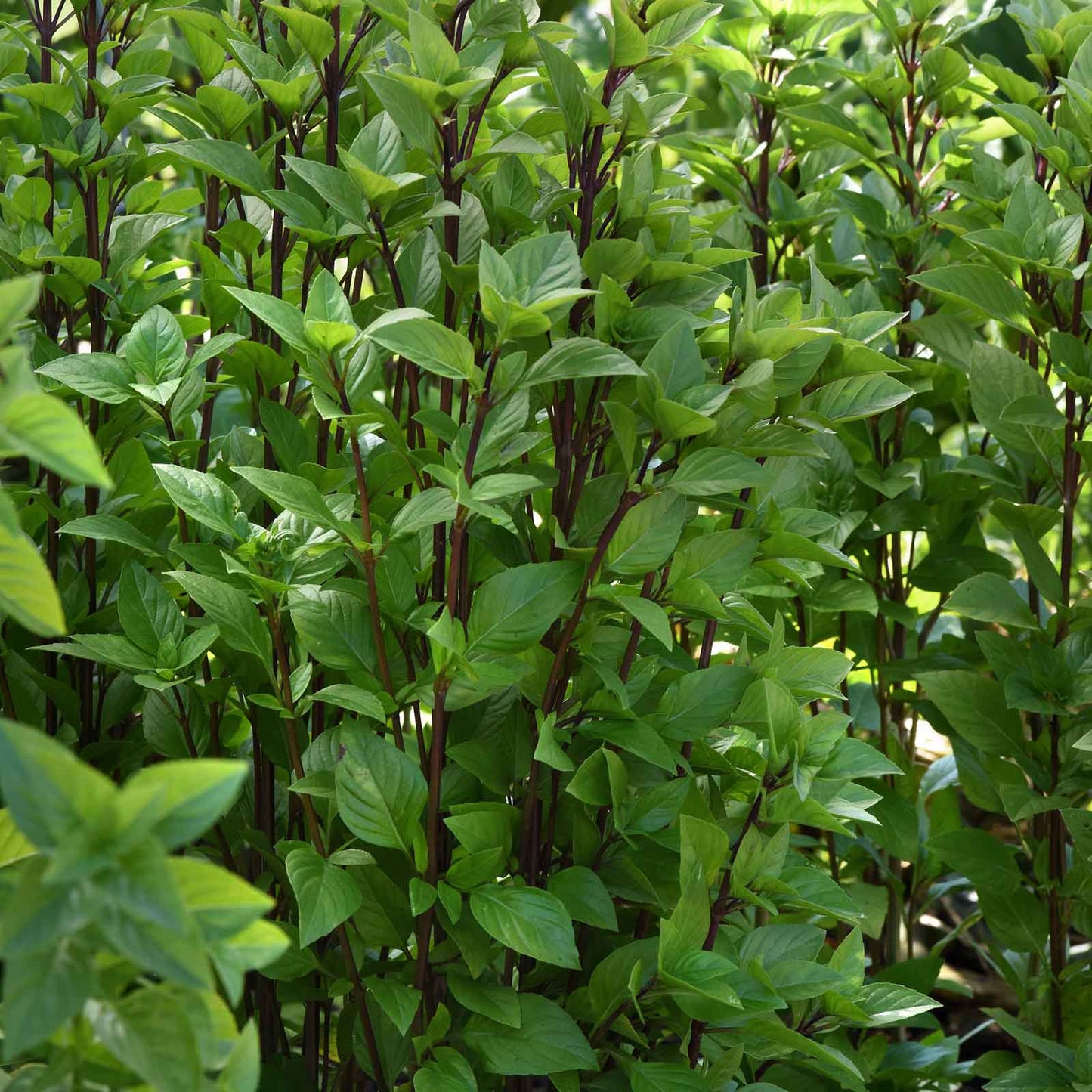 Lush green basil leaves an d dark stems of Everleaf Thai Towers, ready for harvest.