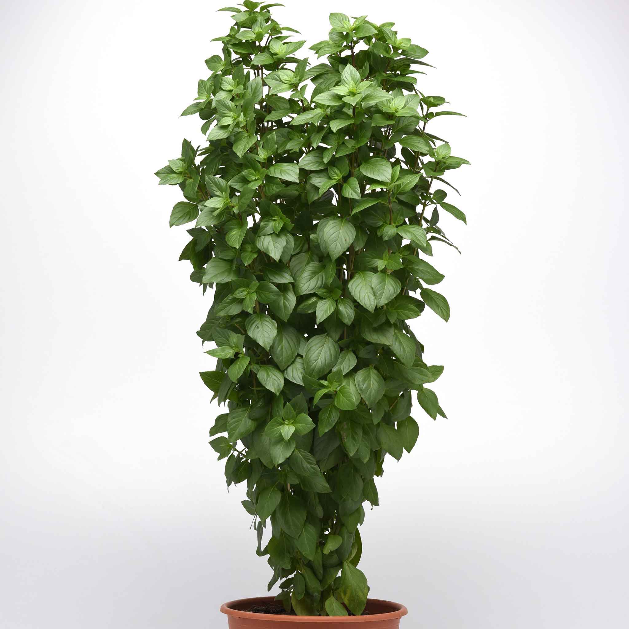 Everleaf Thai Towers plant stands upright in a brown pot against a white background.