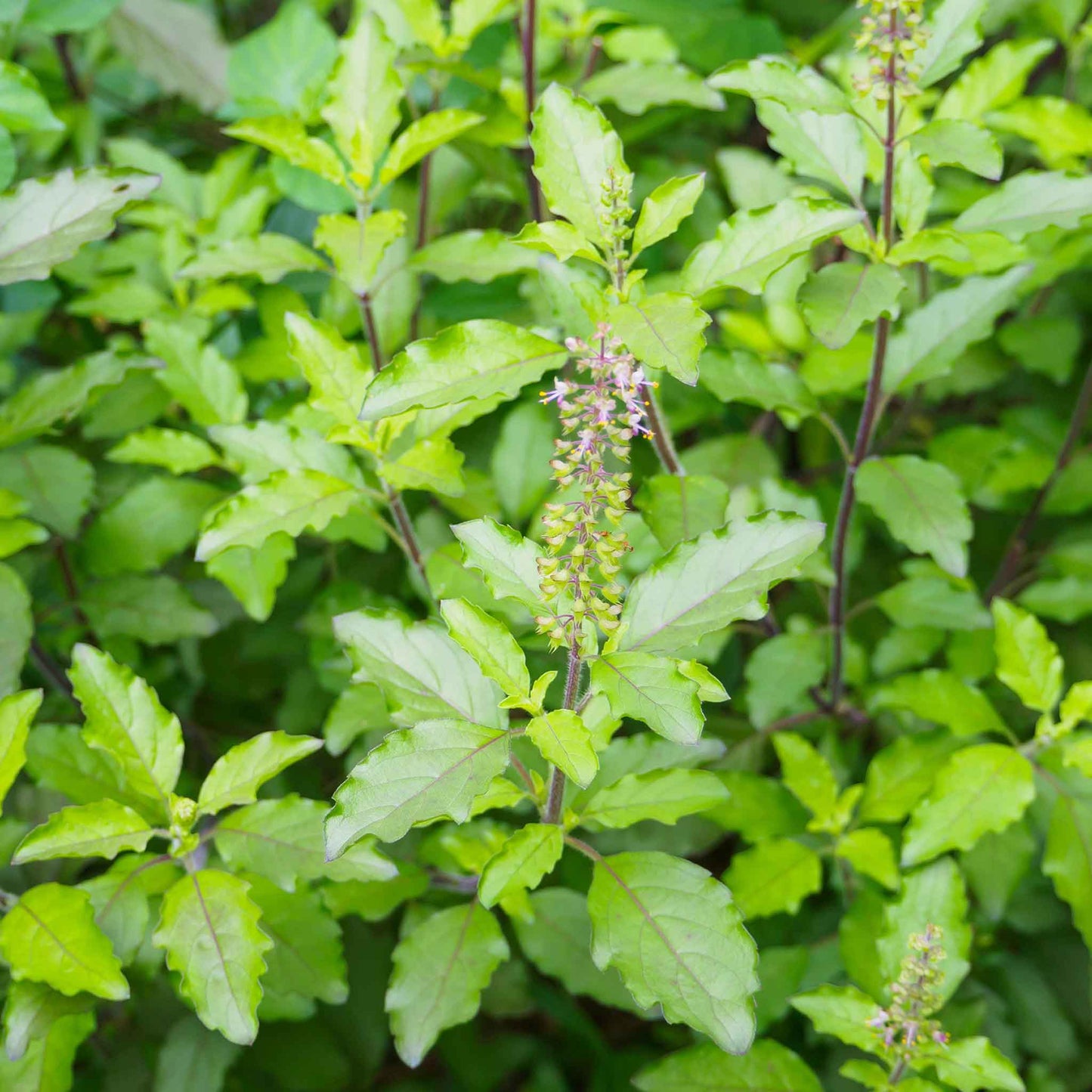 A close-up shot of Holy basil leaves, showcasing their vibrant green color and delicate veins.