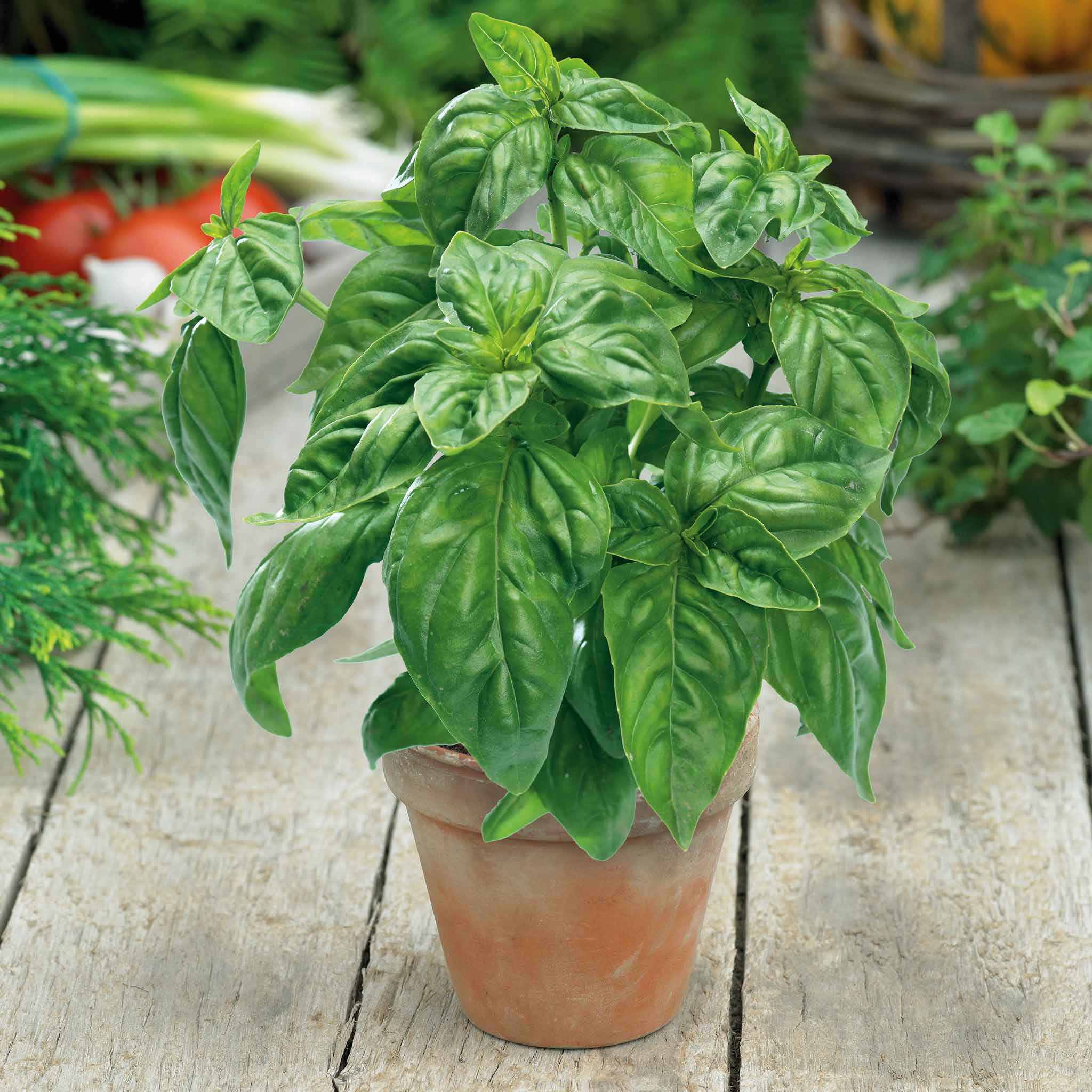 An overhead shot of Large Sweet for Pots basil plant with large leaves growing in a terra cotta pot.