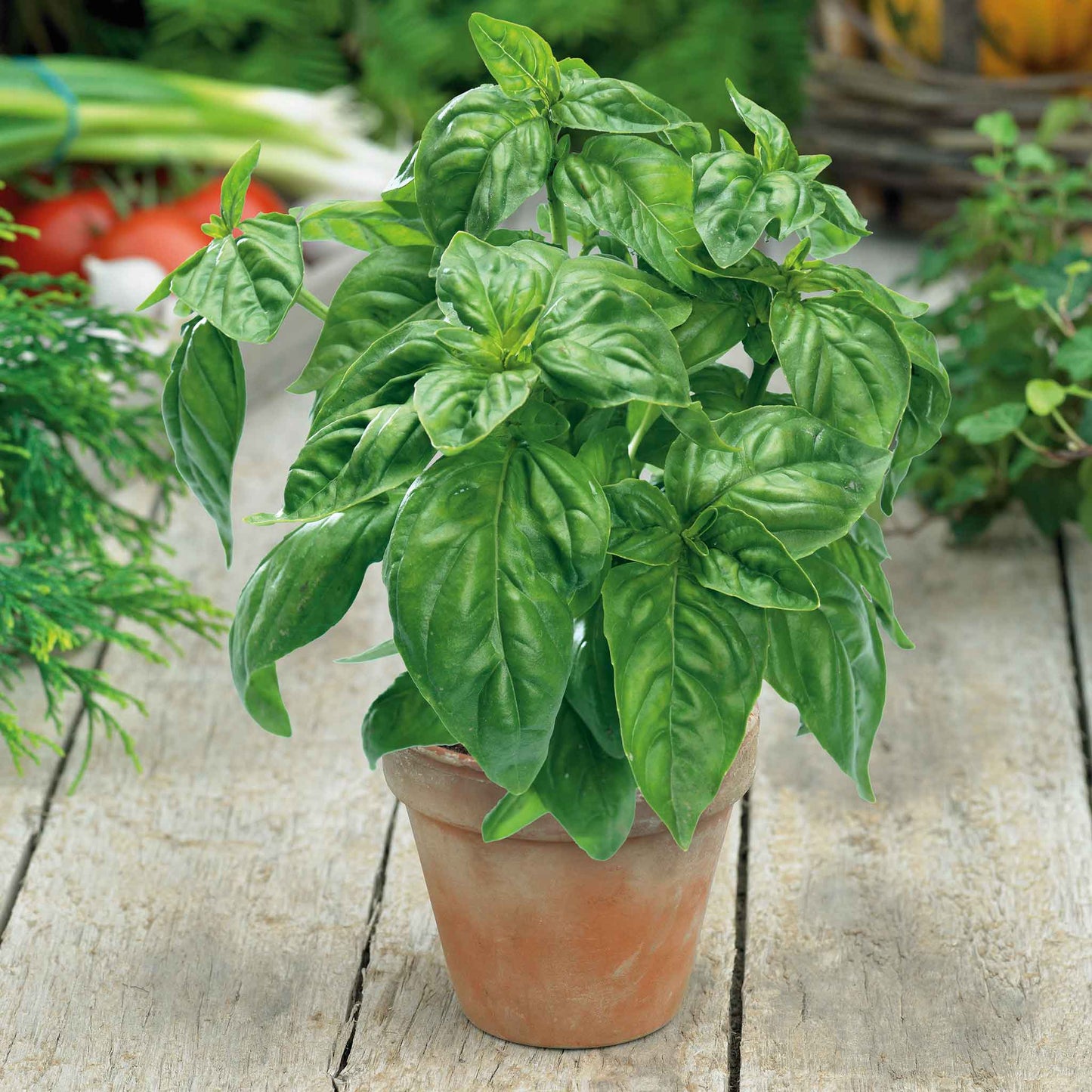 An overhead shot of Large Sweet for Pots basil plant with large leaves growing in a terra cotta pot.