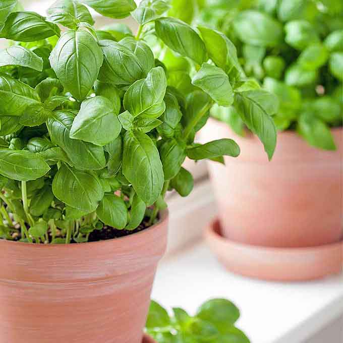 A close-up view of Large Sweet for Pots basil plants in terra cotta pots.