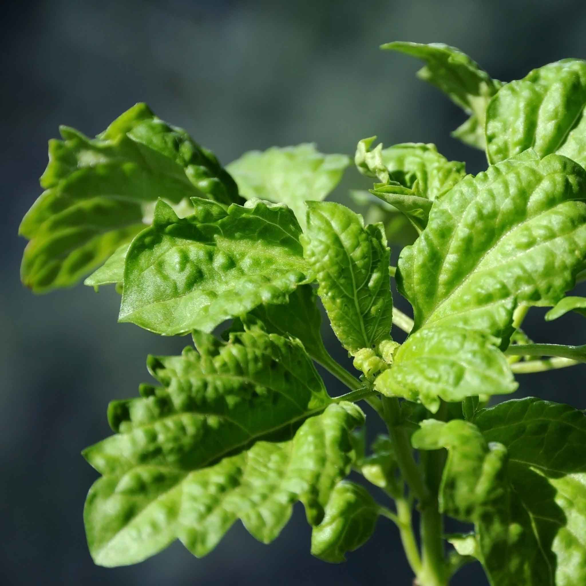 A close-up shot of basil lettuce leaf showing the texture and veins of the basil leaves.