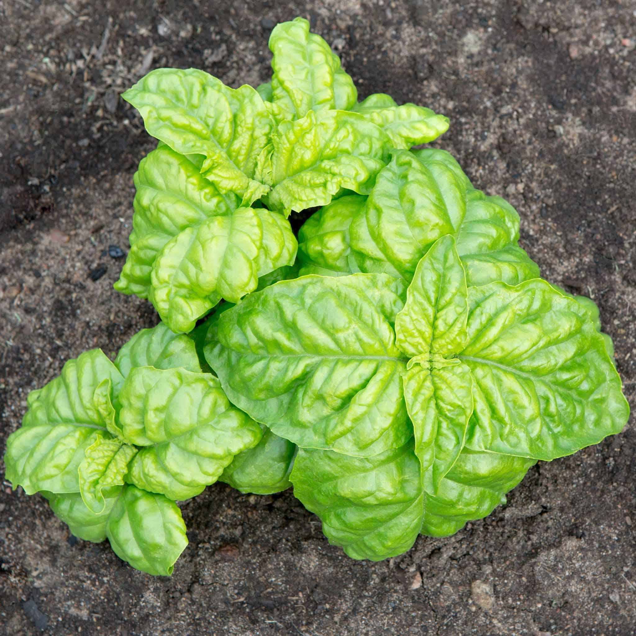 A close-up shot of a Mammoth Basil plant with green leaves showcasing its texture and vibrant color.