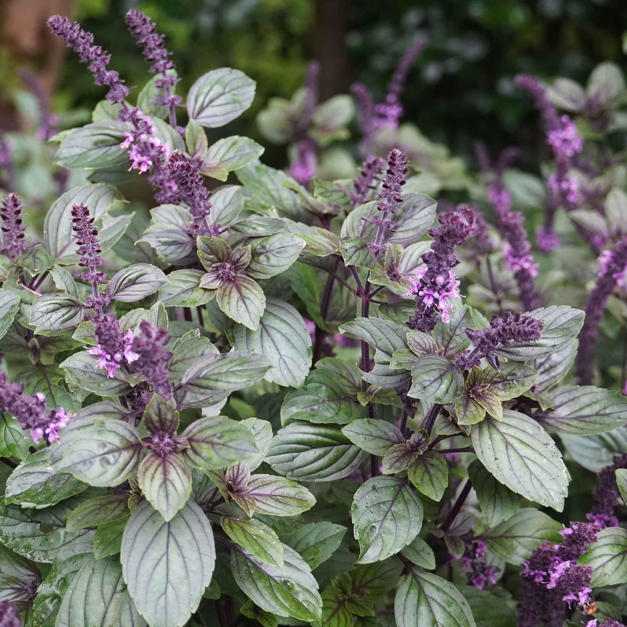 Red Rubin Improved Basil plant with purple flowers and green leaves
