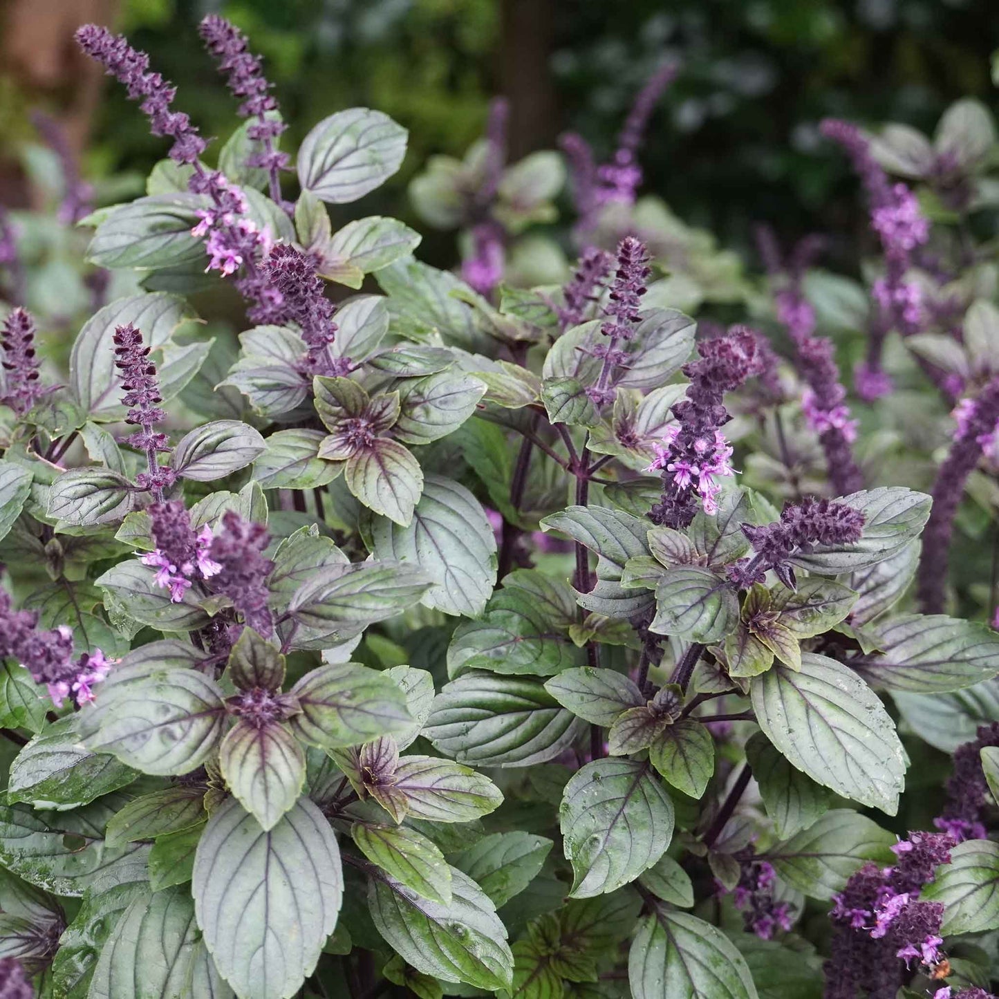 Red Rubin Improved Basil plant with purple flowers and green leaves