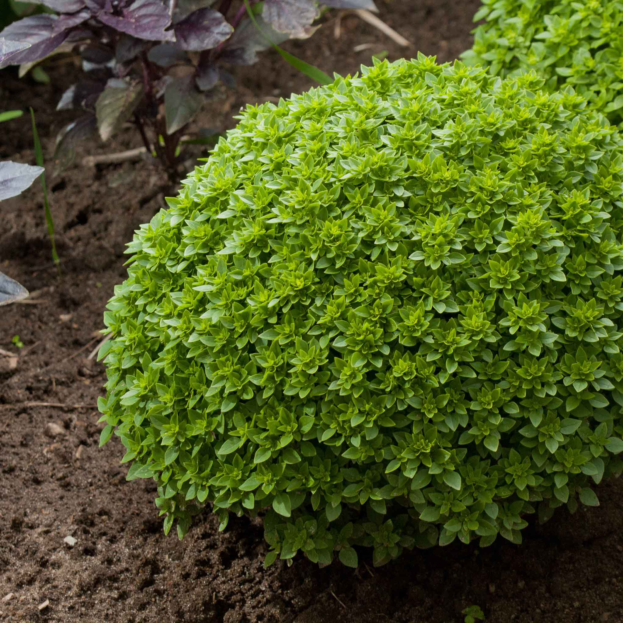 Spicey Globe Basil, a leafy green plant, grows vibrantly under natural sunlight.