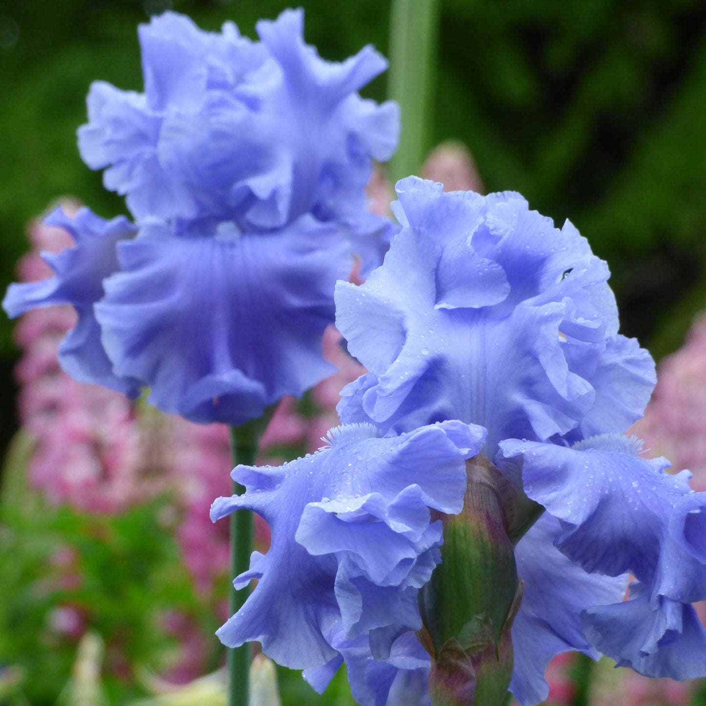 bearded iris abiqua falls