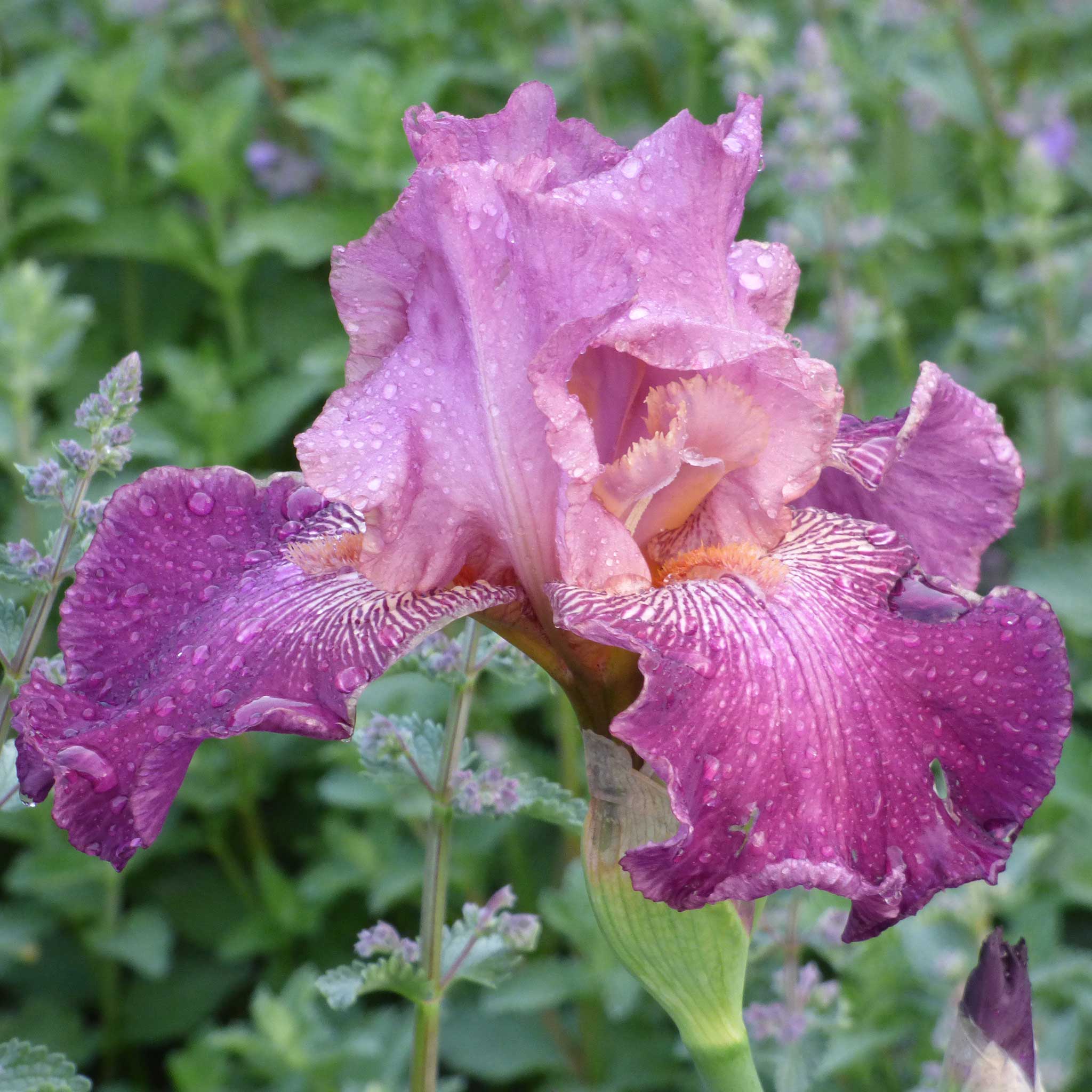 bearded iris autumn rose