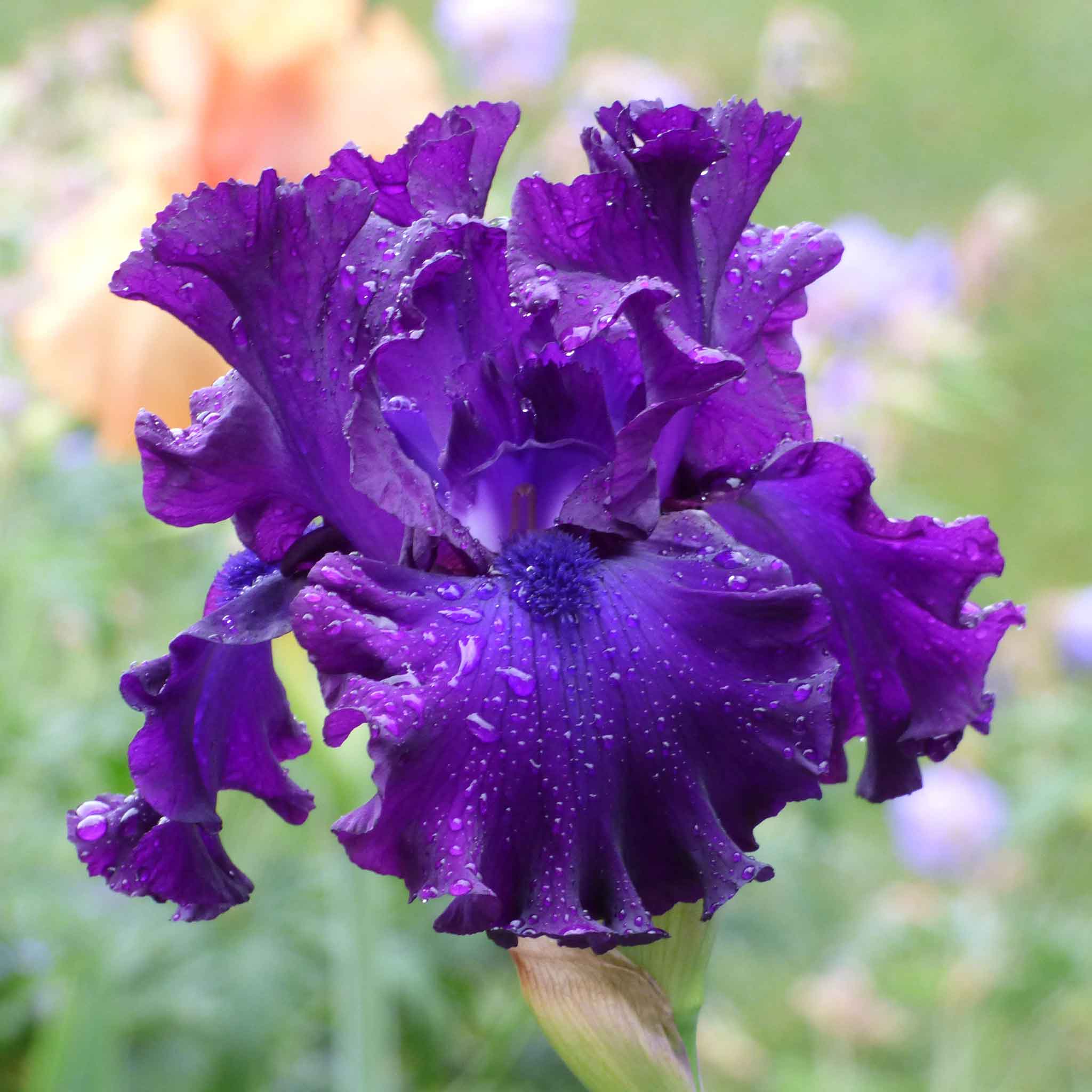 bearded iris berry fulfilling