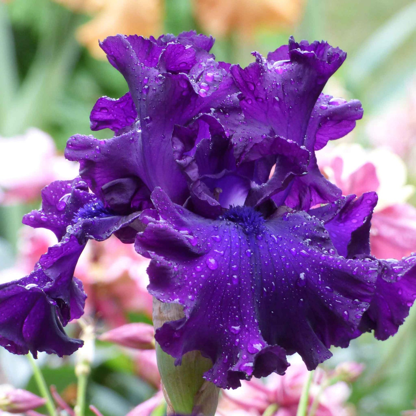 bearded iris berry fulfilling