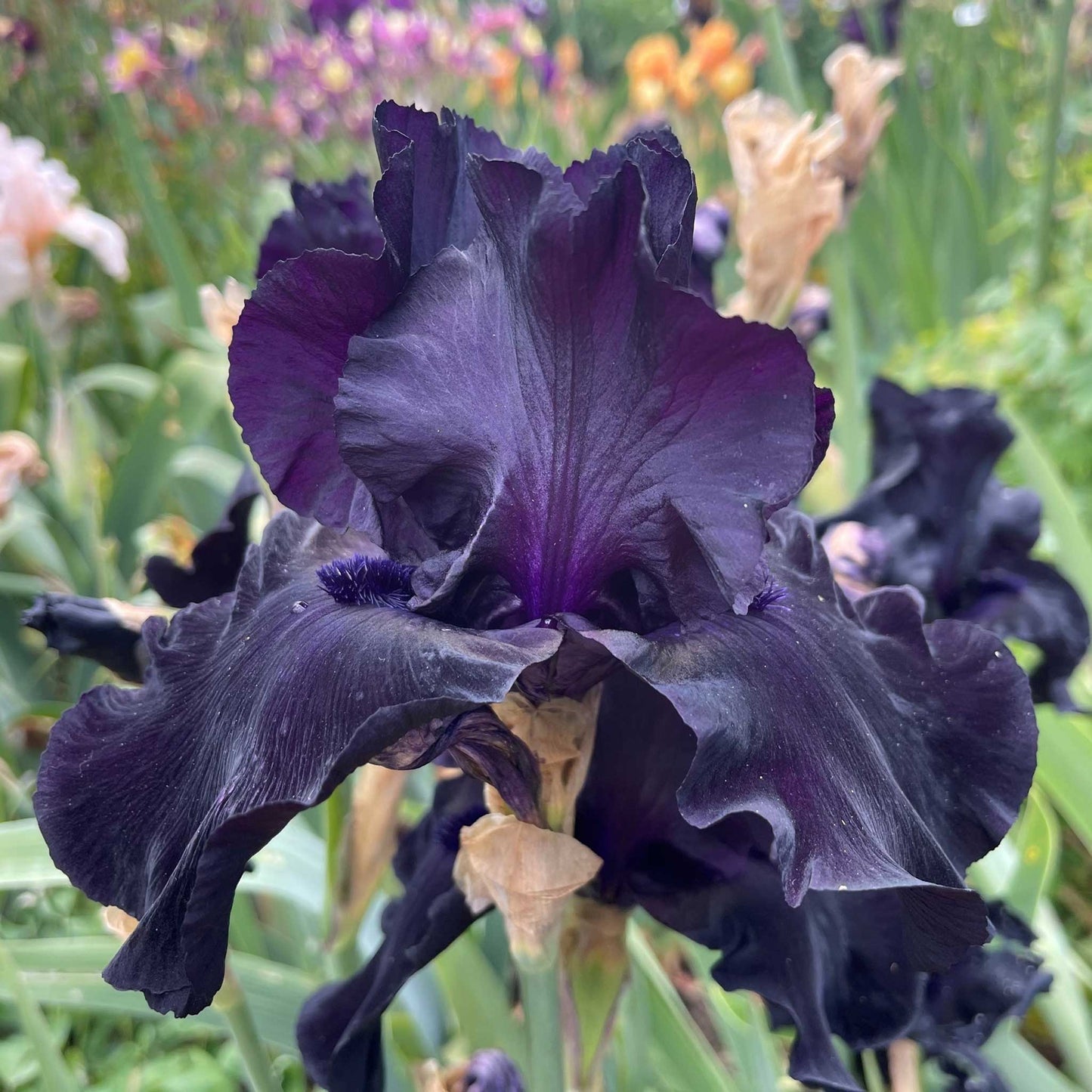 bearded iris black suited