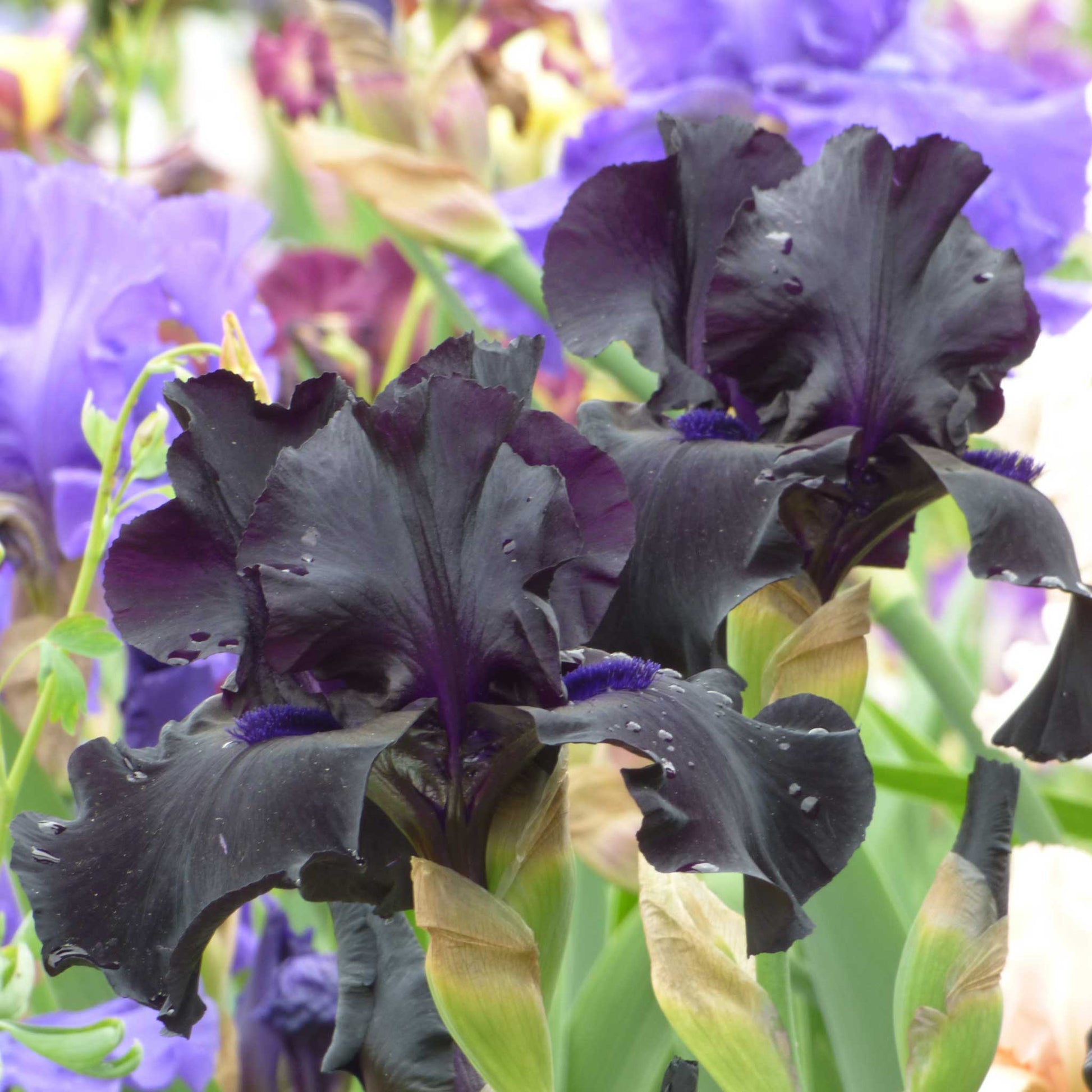 bearded iris black suited