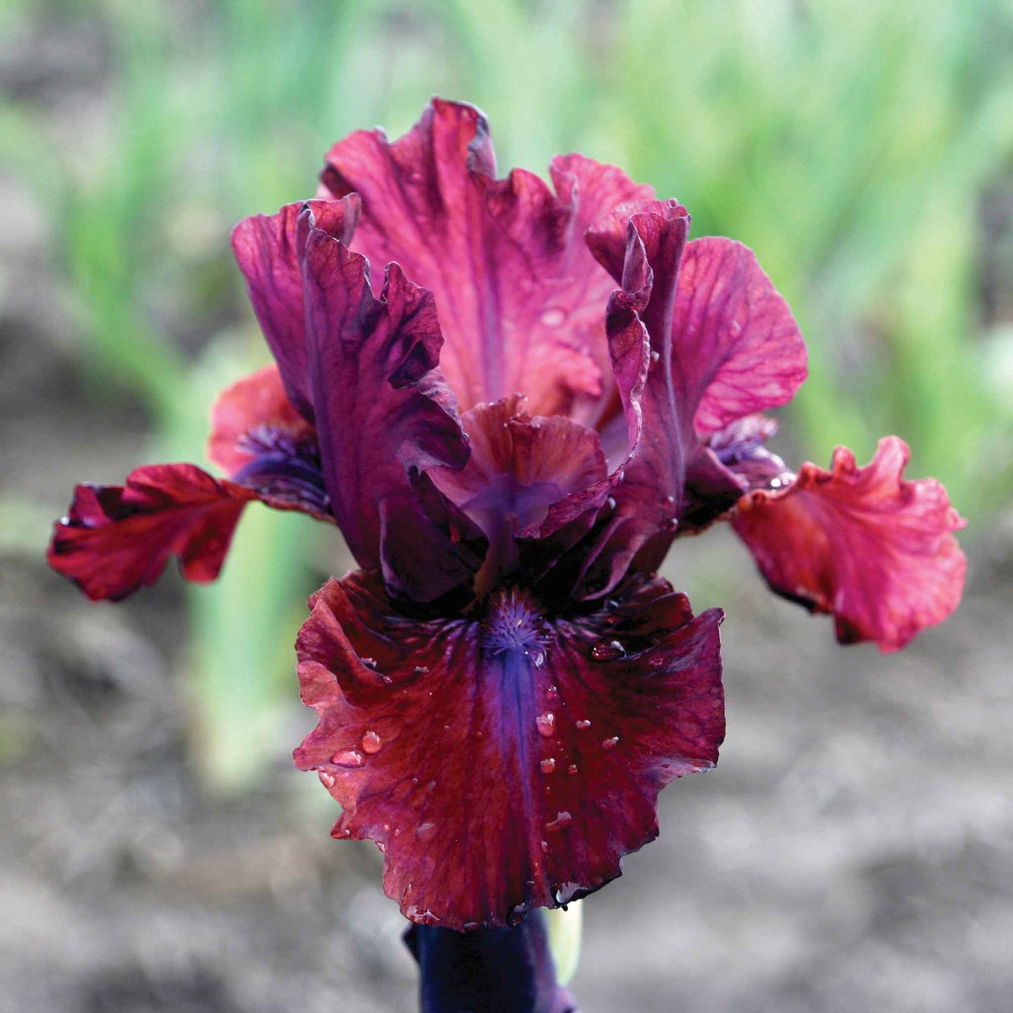 bearded iris bounce