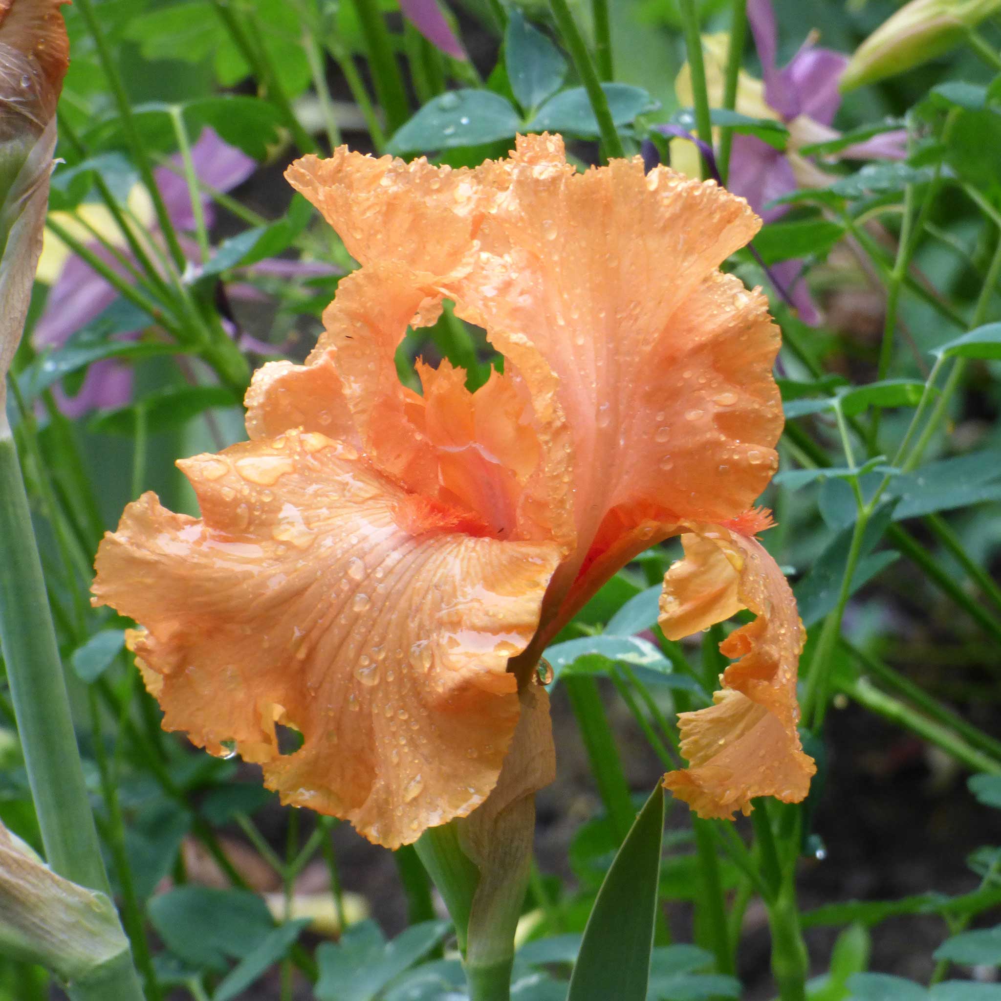 bearded iris coup de soleil
