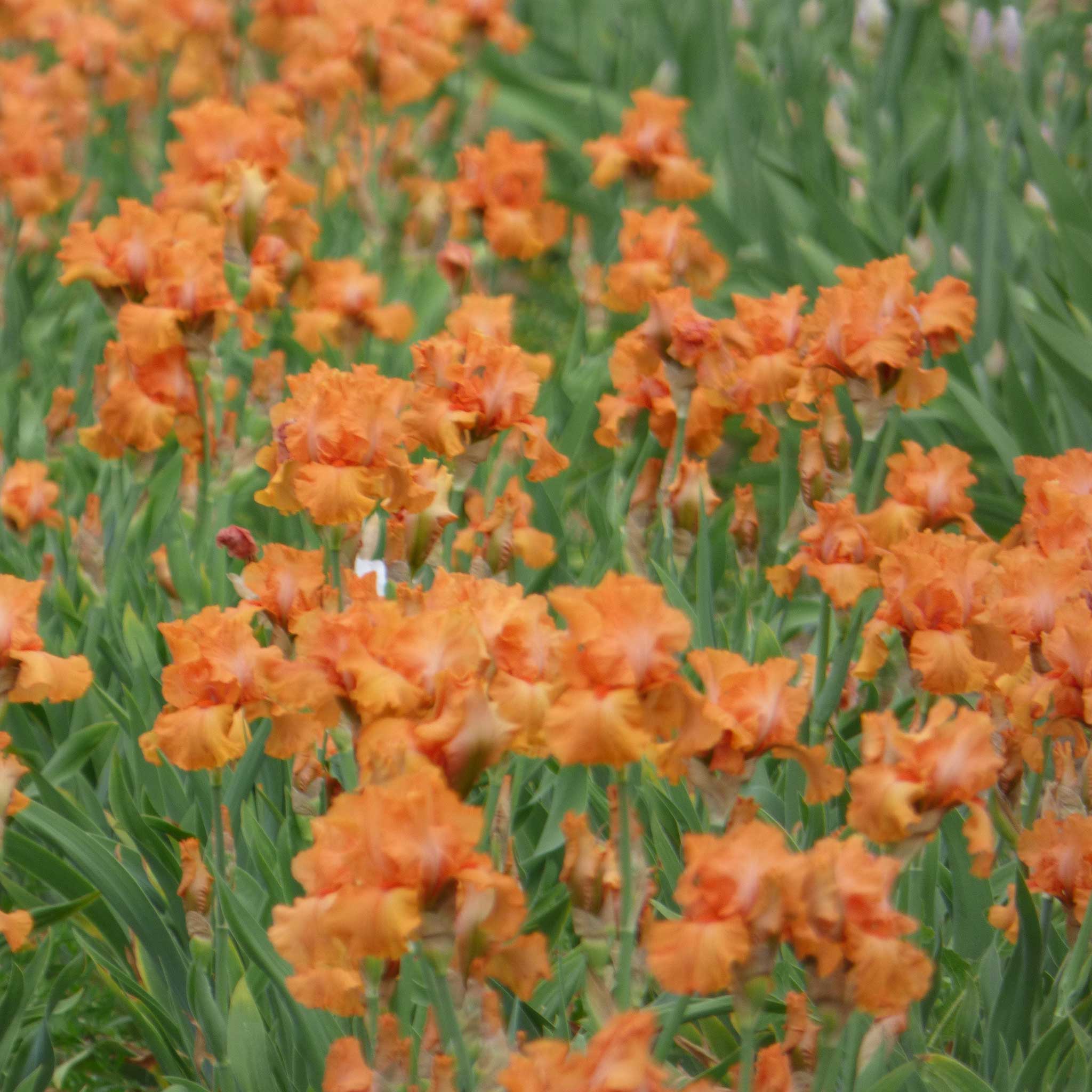 bearded iris coup de soleil