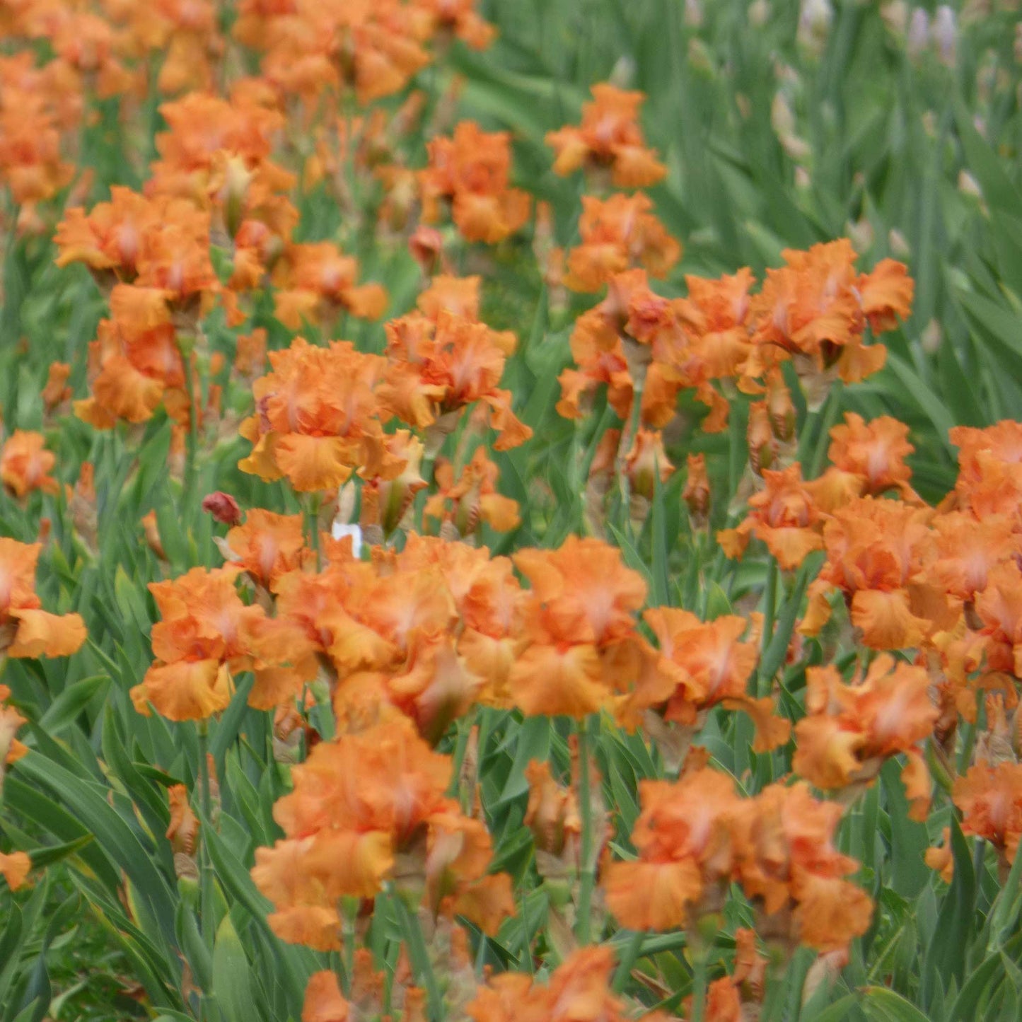 bearded iris coup de soleil