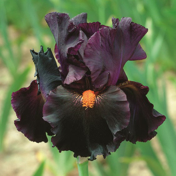 bearded iris draculas kiss