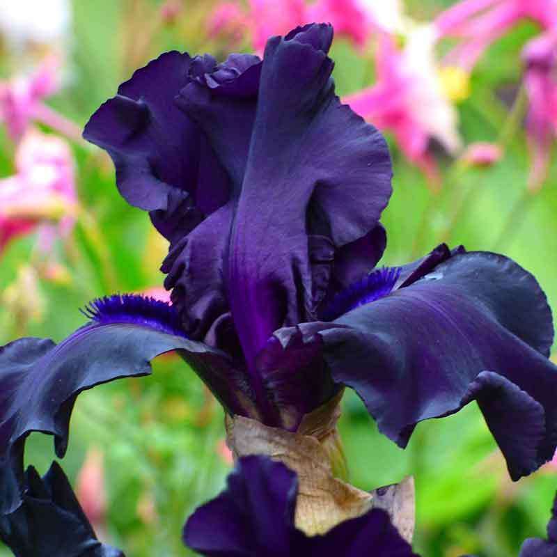 bearded iris ghost train