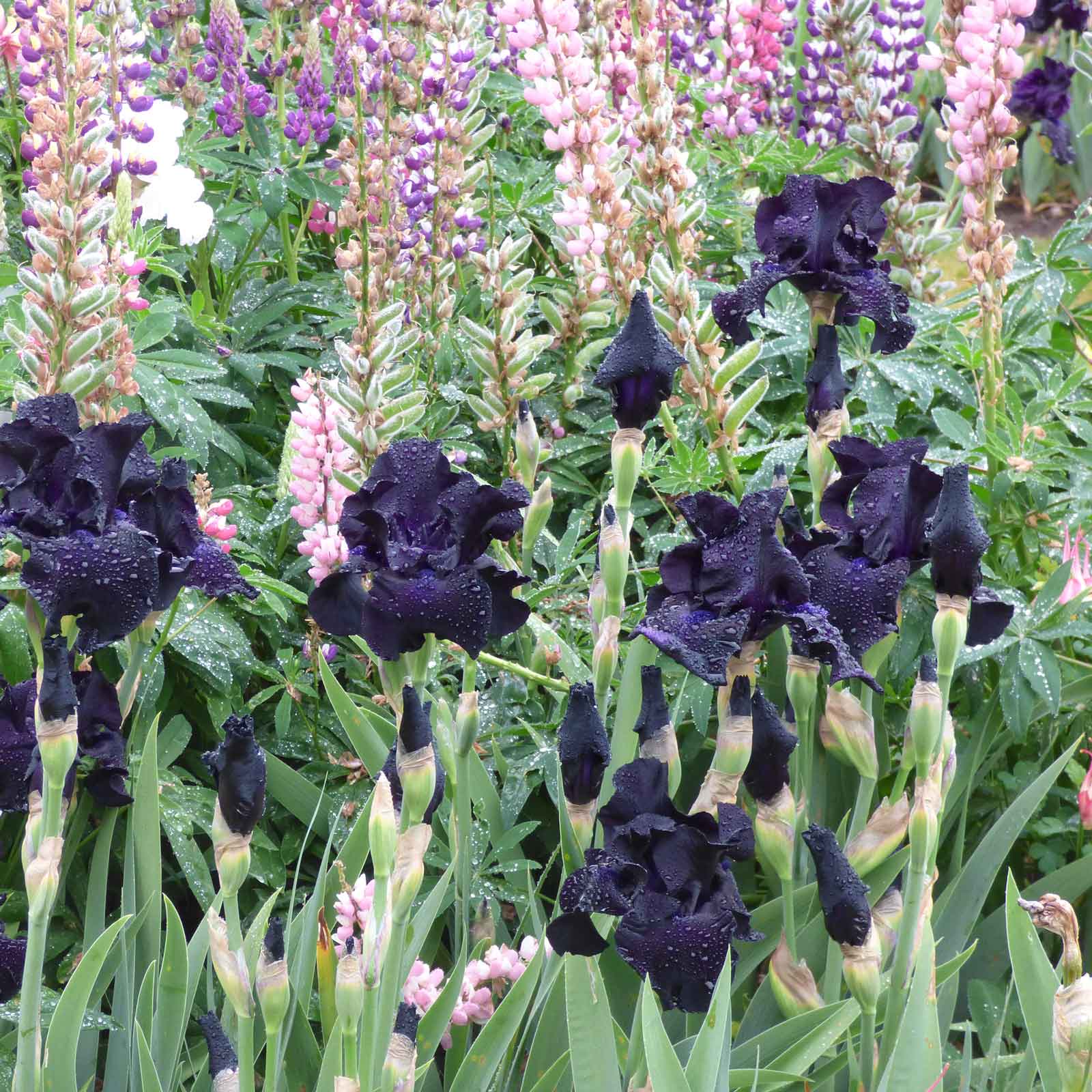 bearded iris ghost train