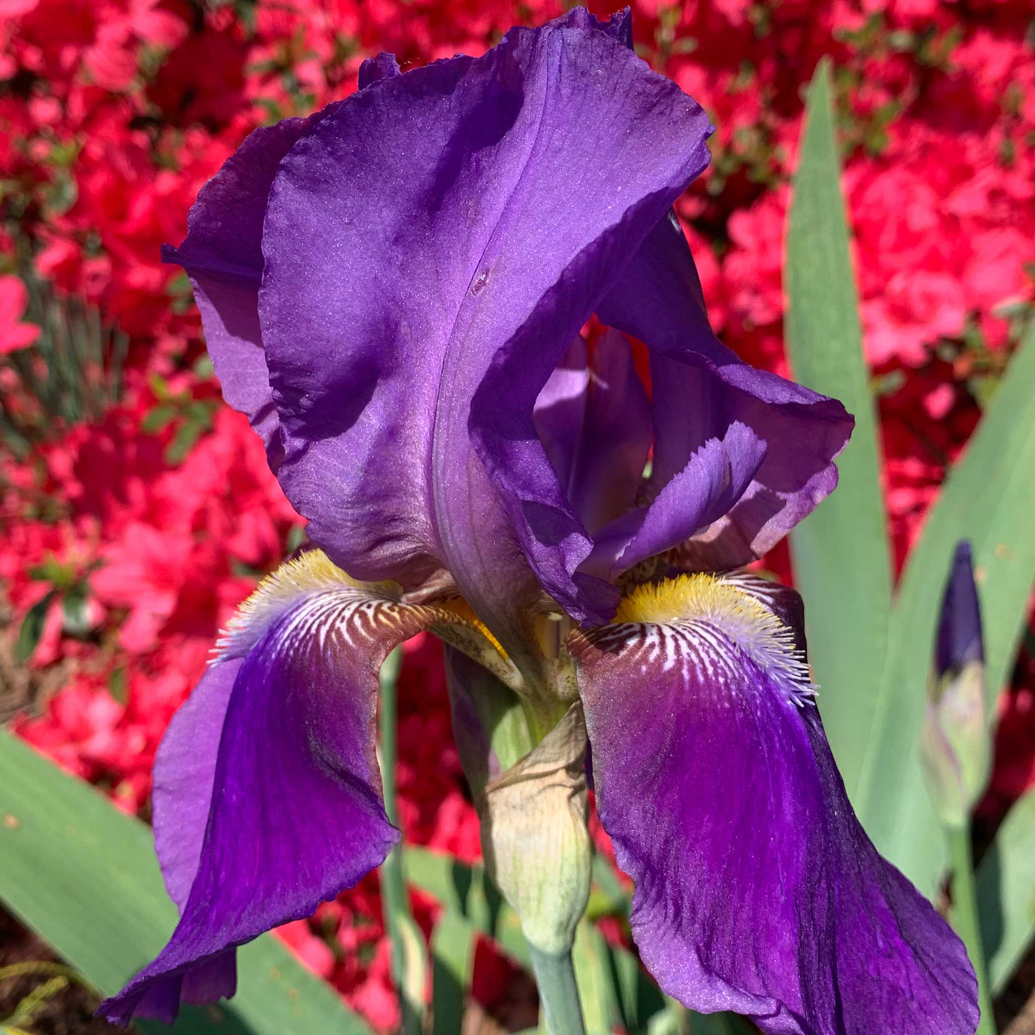 bearded iris his royal highness