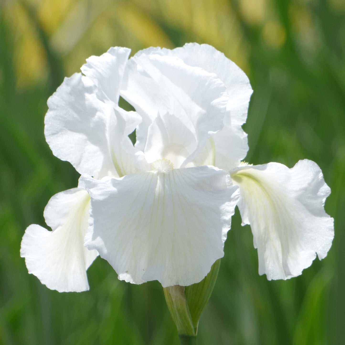 bearded iris immortality