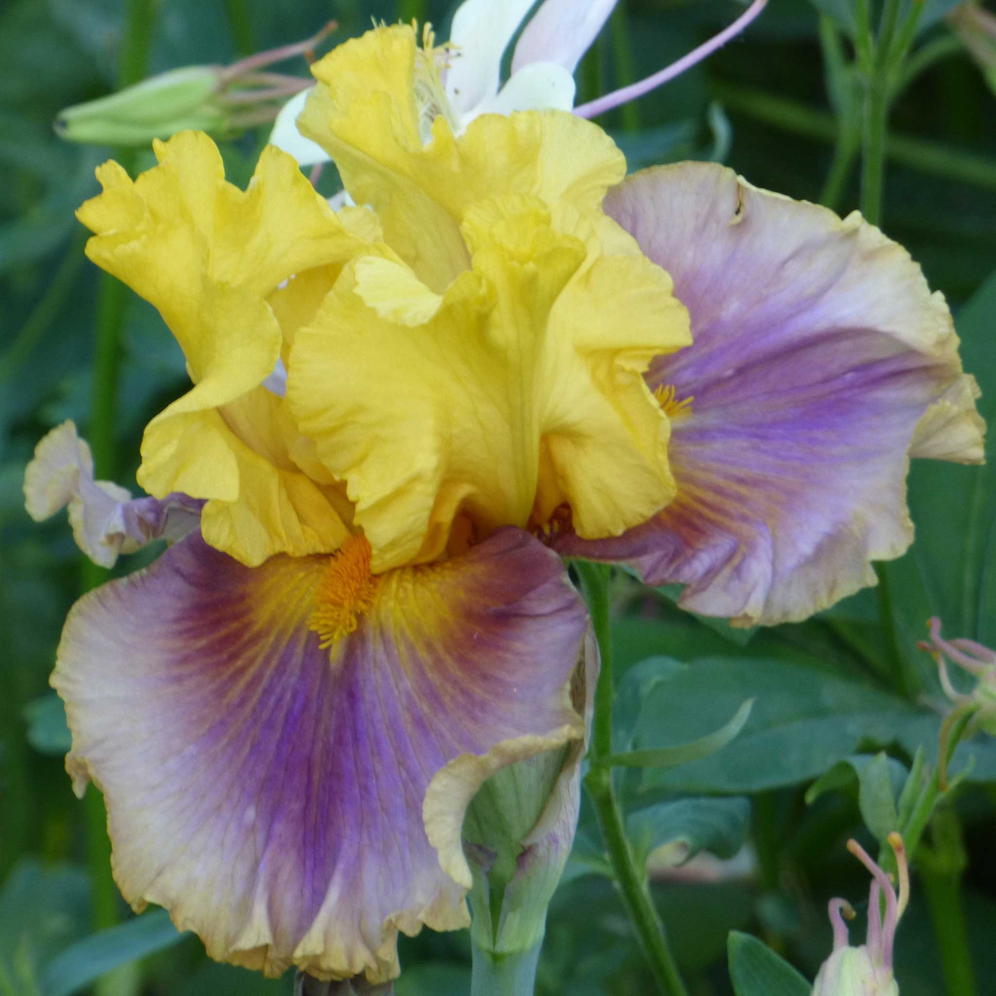 bearded iris in living color