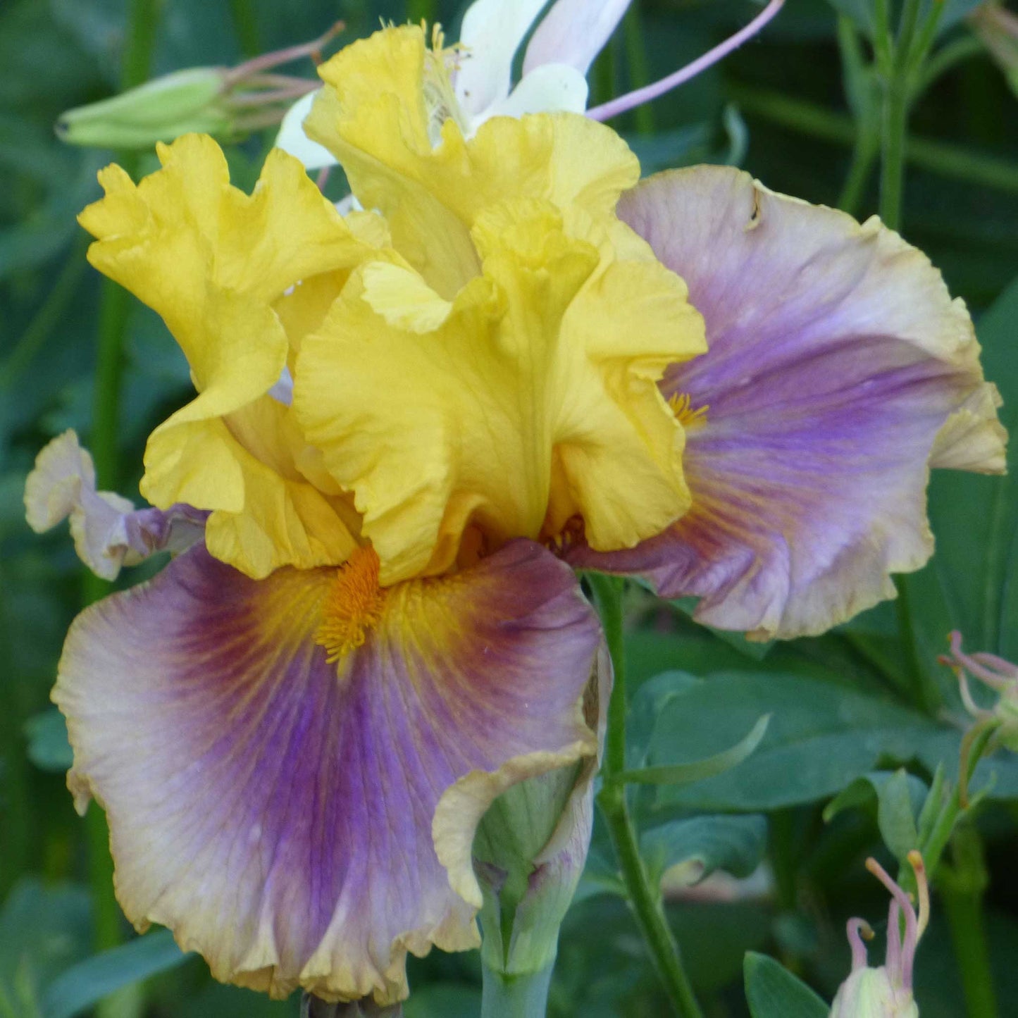 bearded iris in living color