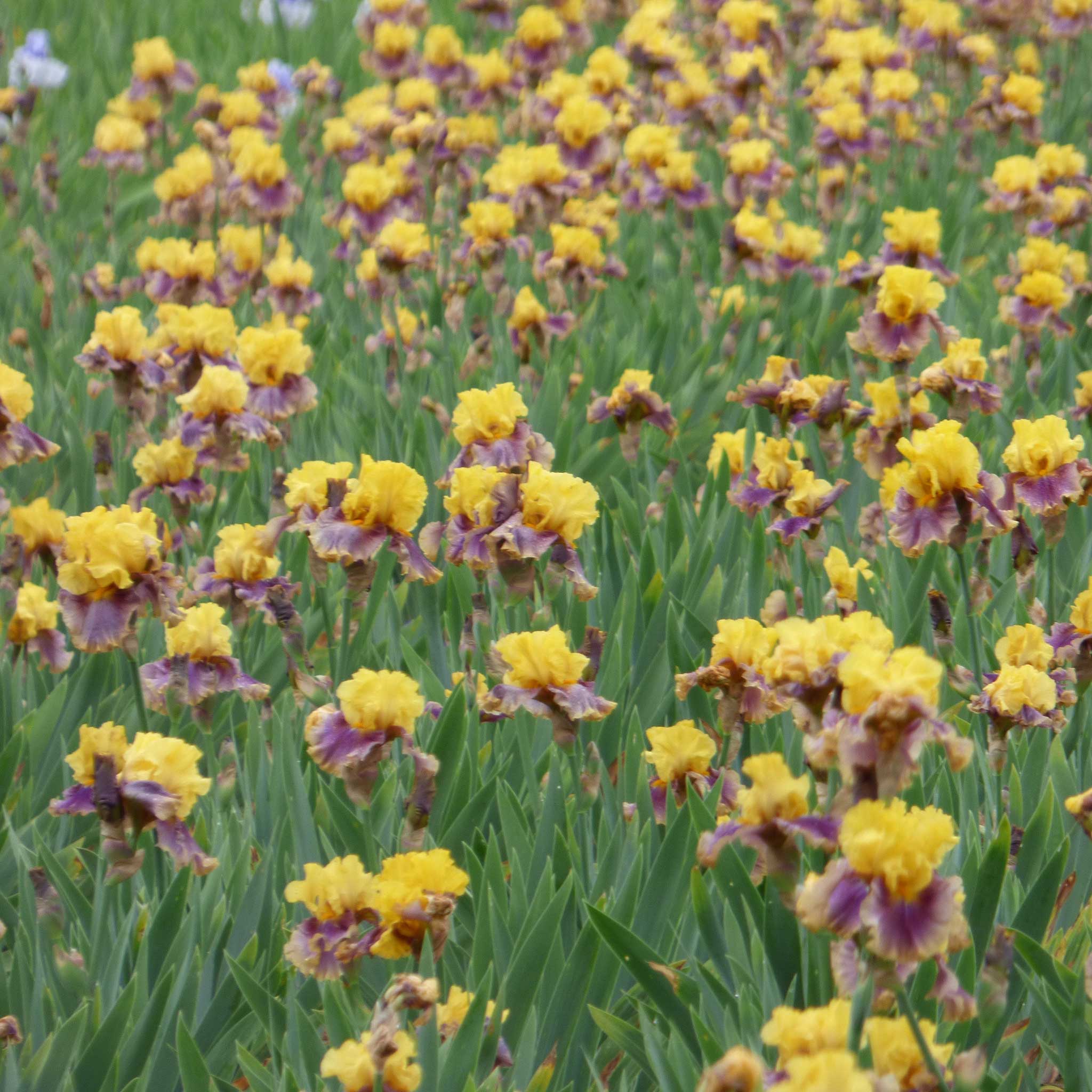 bearded iris in living color