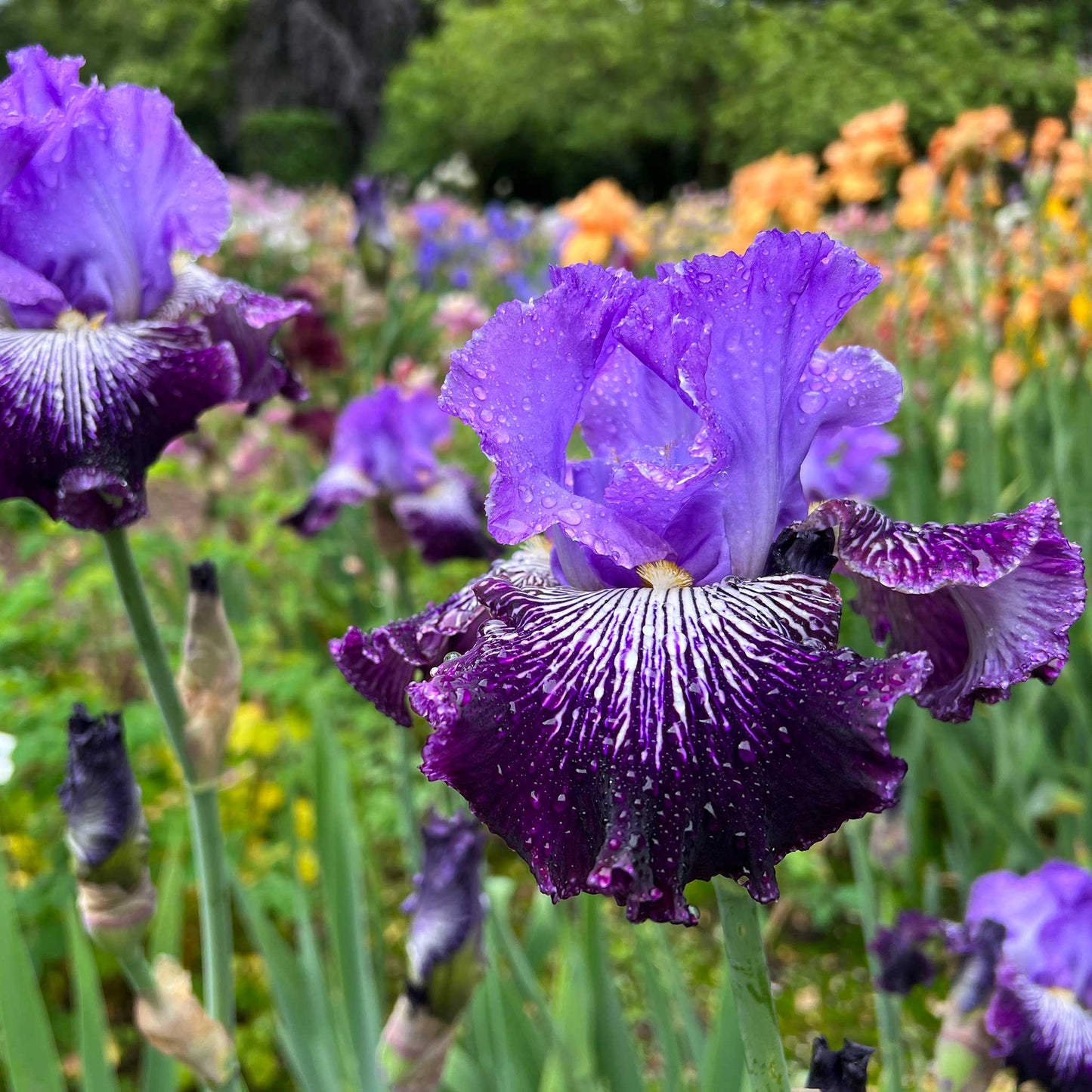 bearded iris jawbone flats