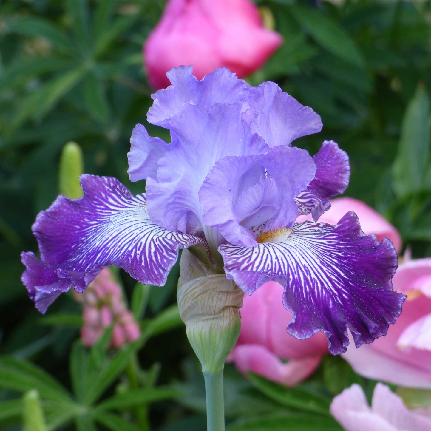 bearded iris jawbone flats