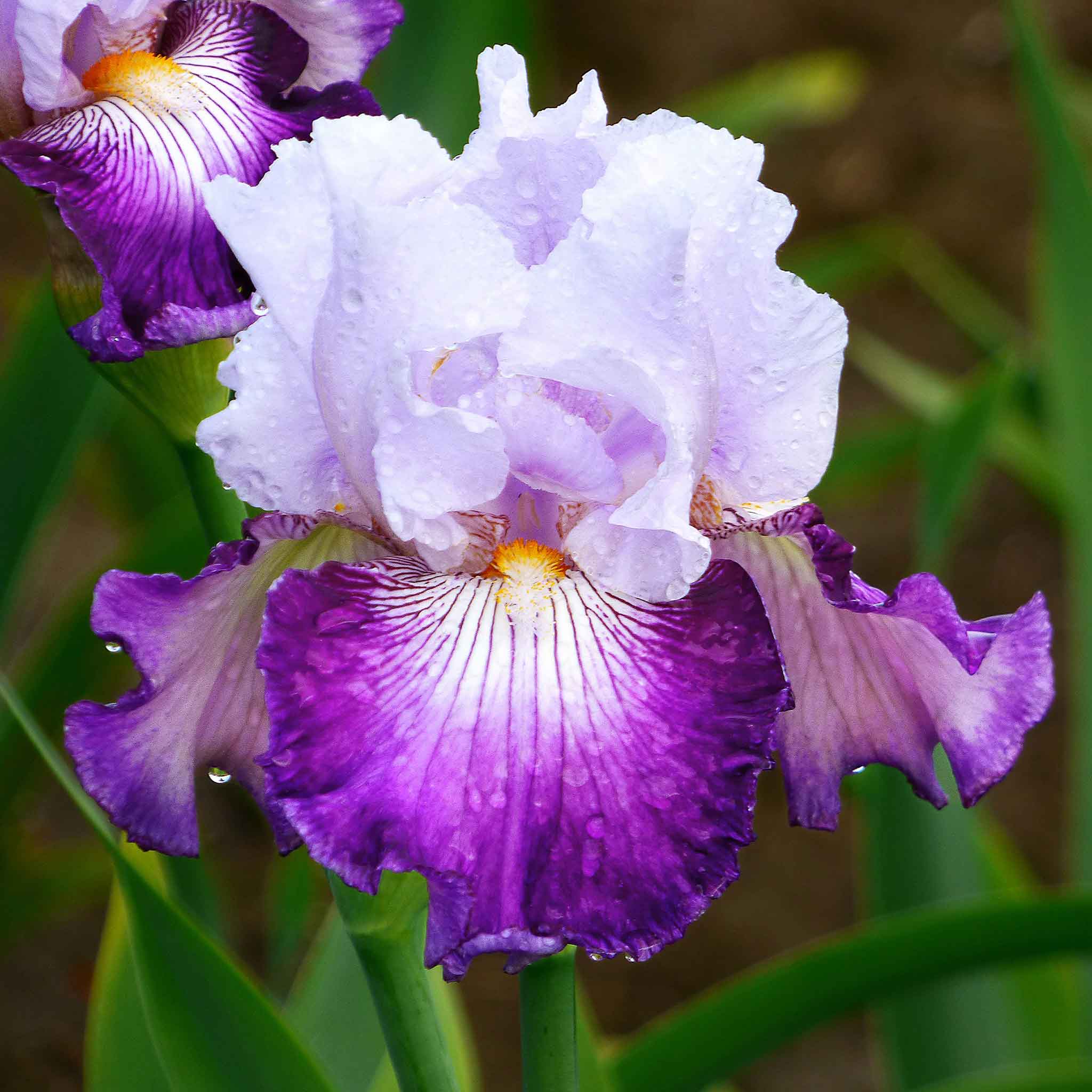 bearded iris off topic