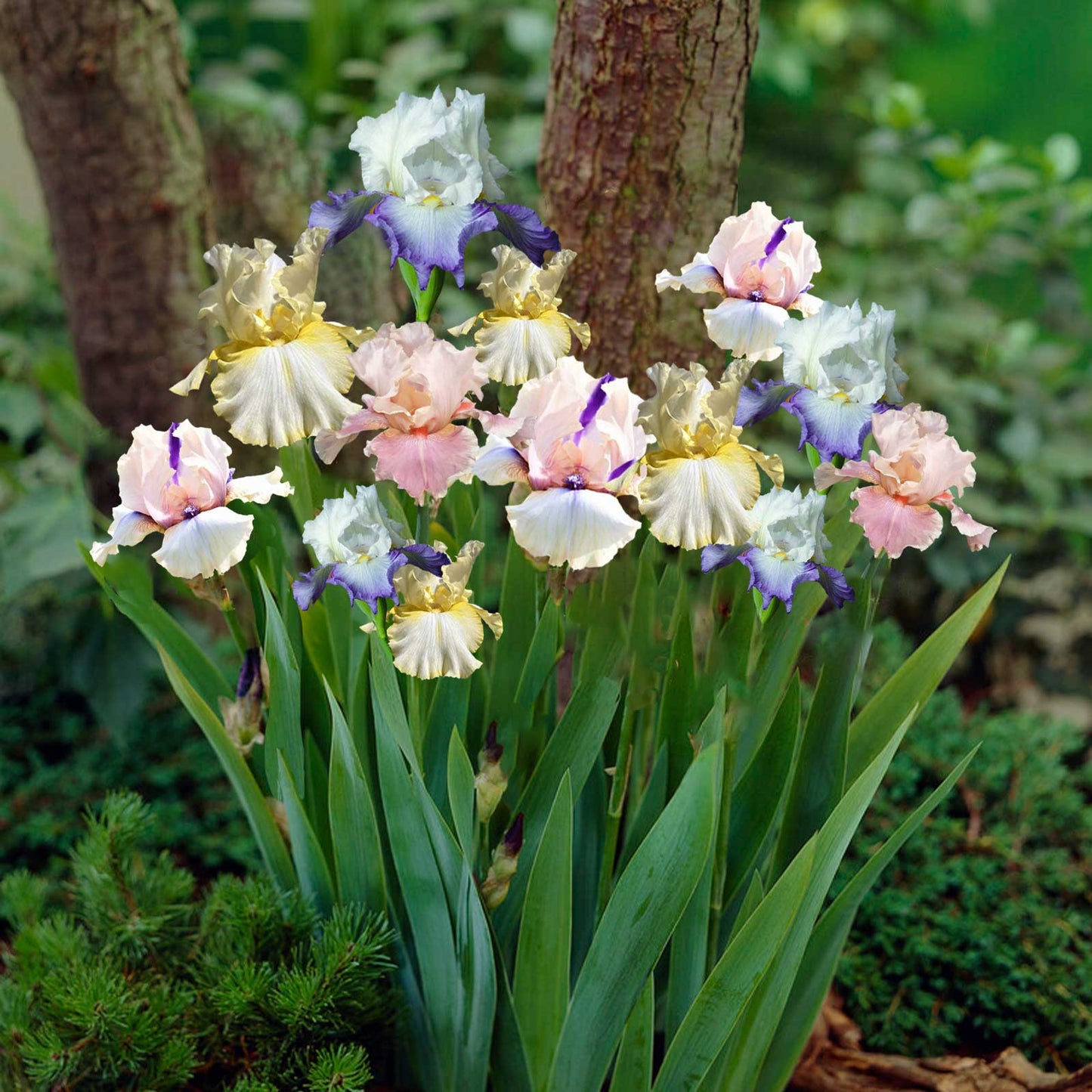 bearded iris pastel mix