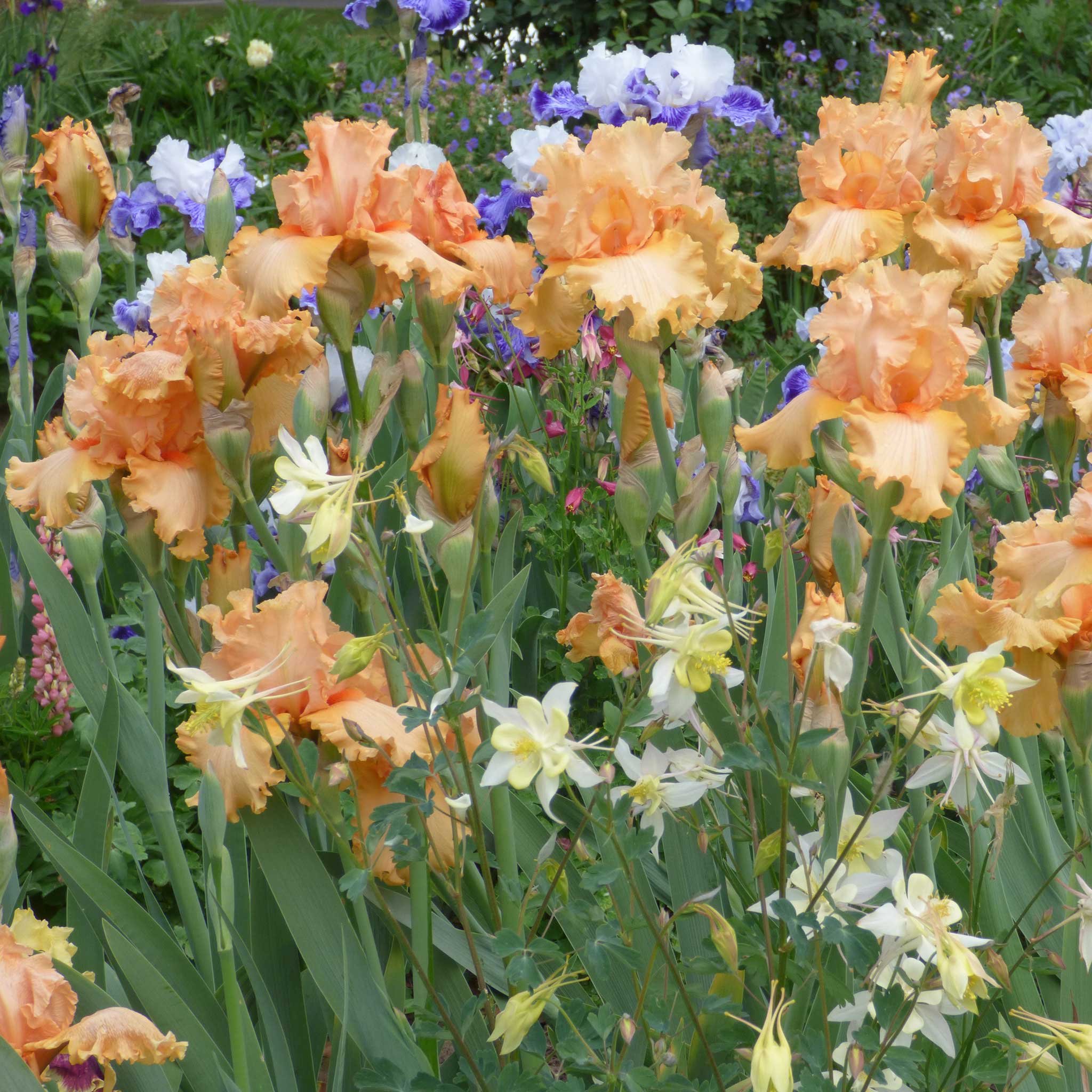 bearded iris - peach state