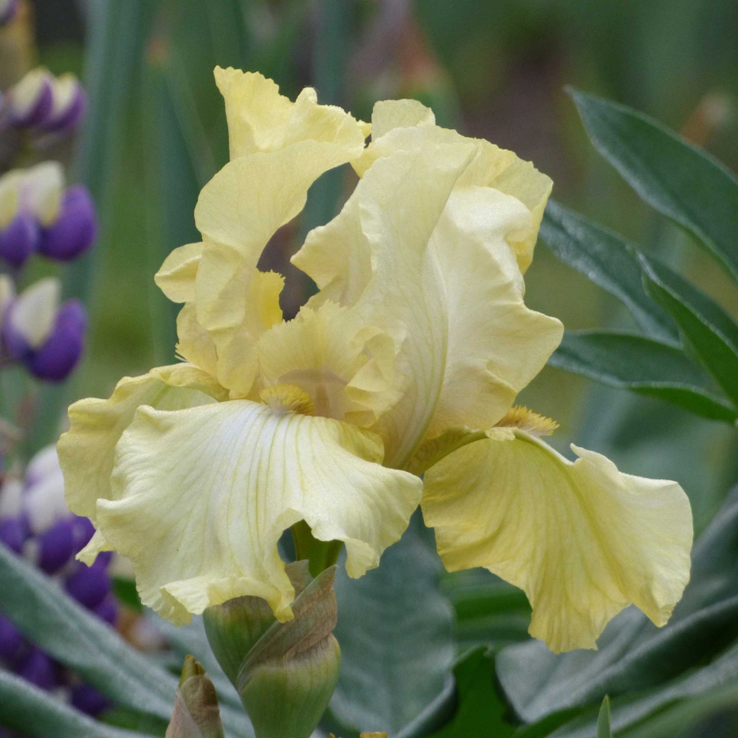 bearded iris pride of ireland