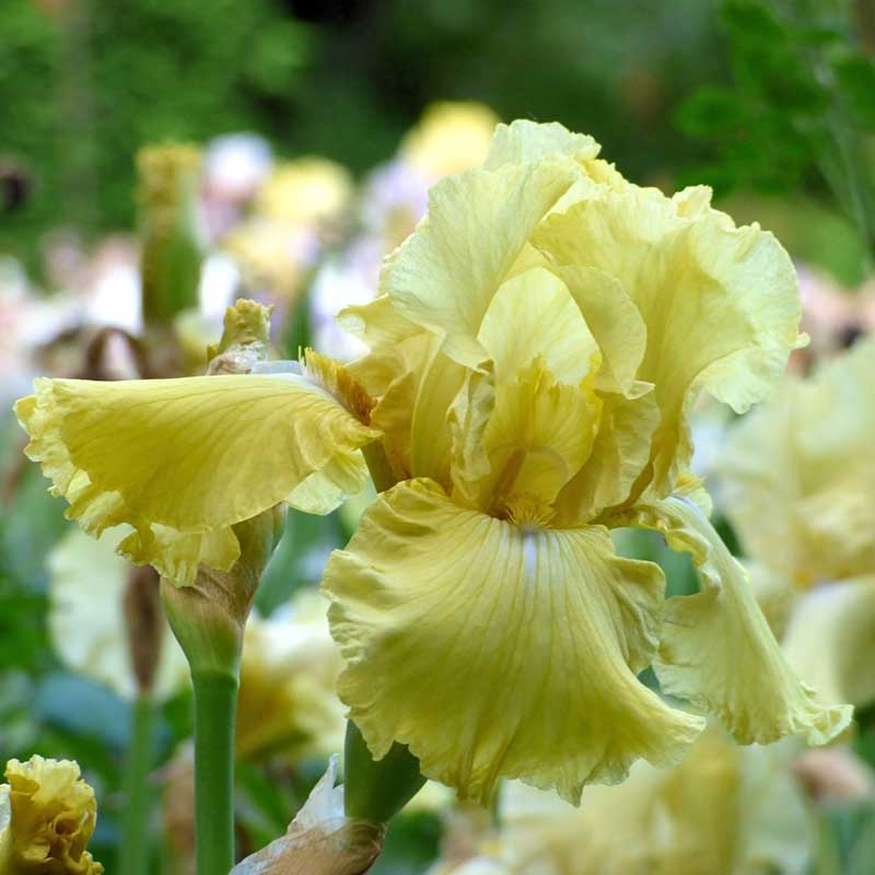 bearded iris pride of ireland