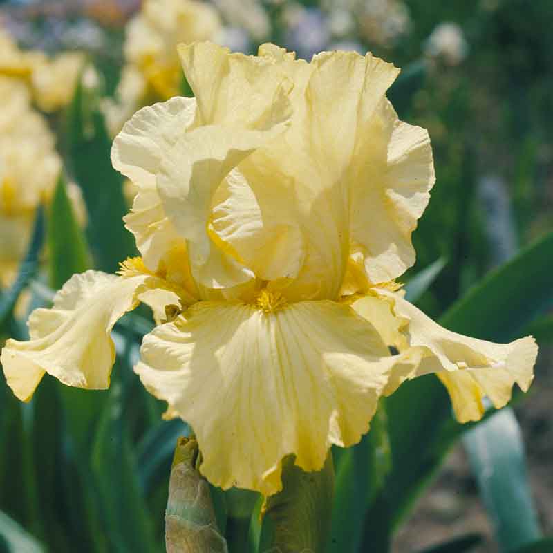 bearded iris pride of ireland