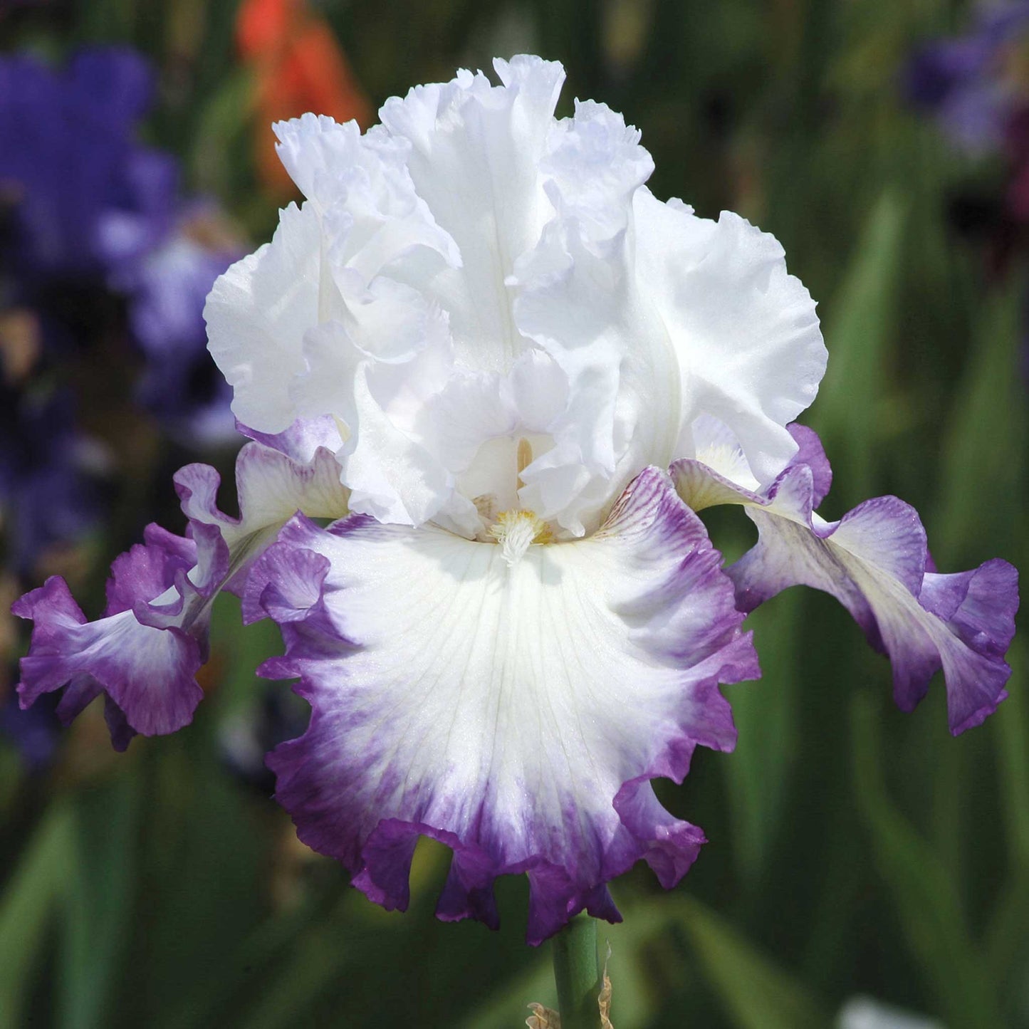 bearded iris purple mix