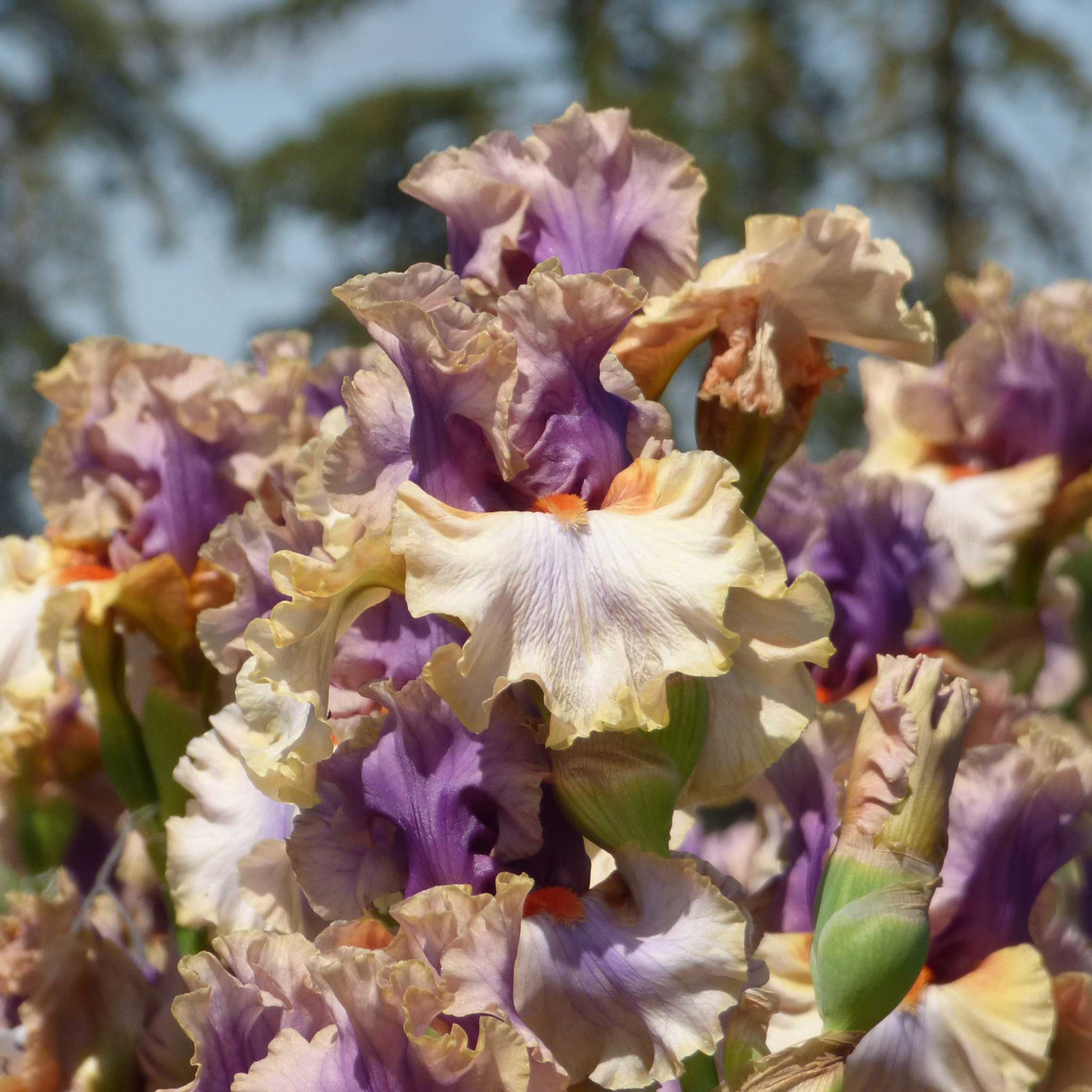 bearded iris restless spirit