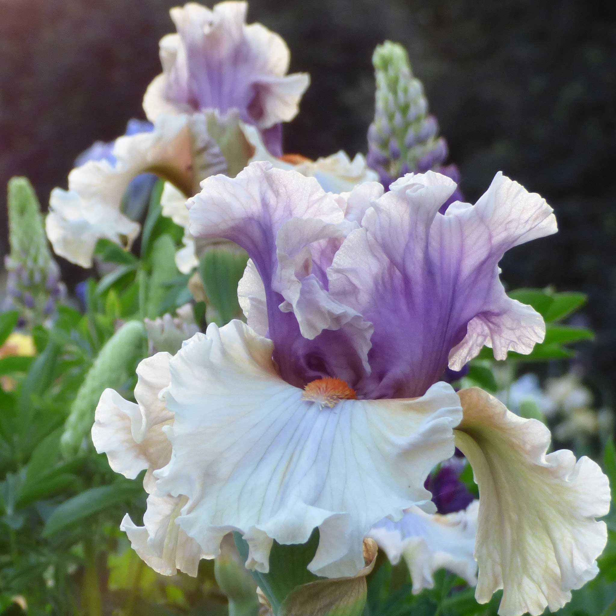 bearded iris restless spirit