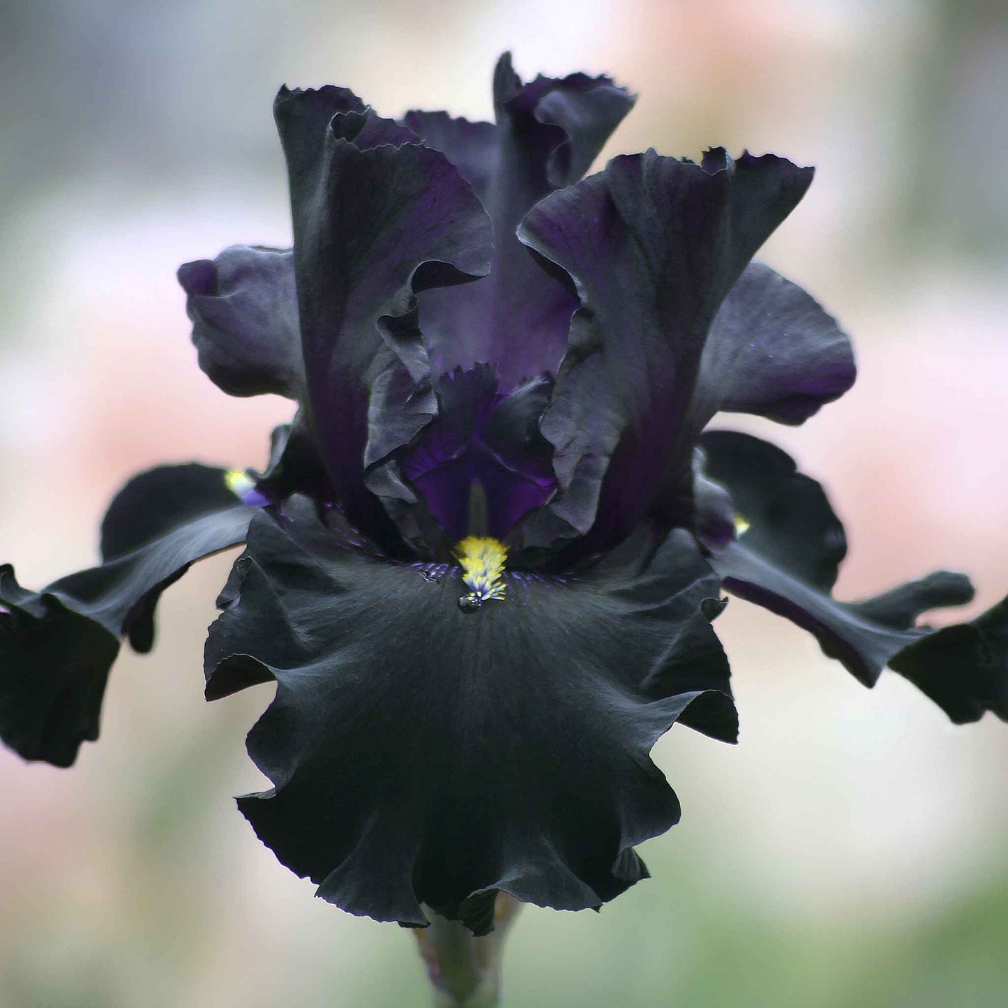 bearded iris senor jinx