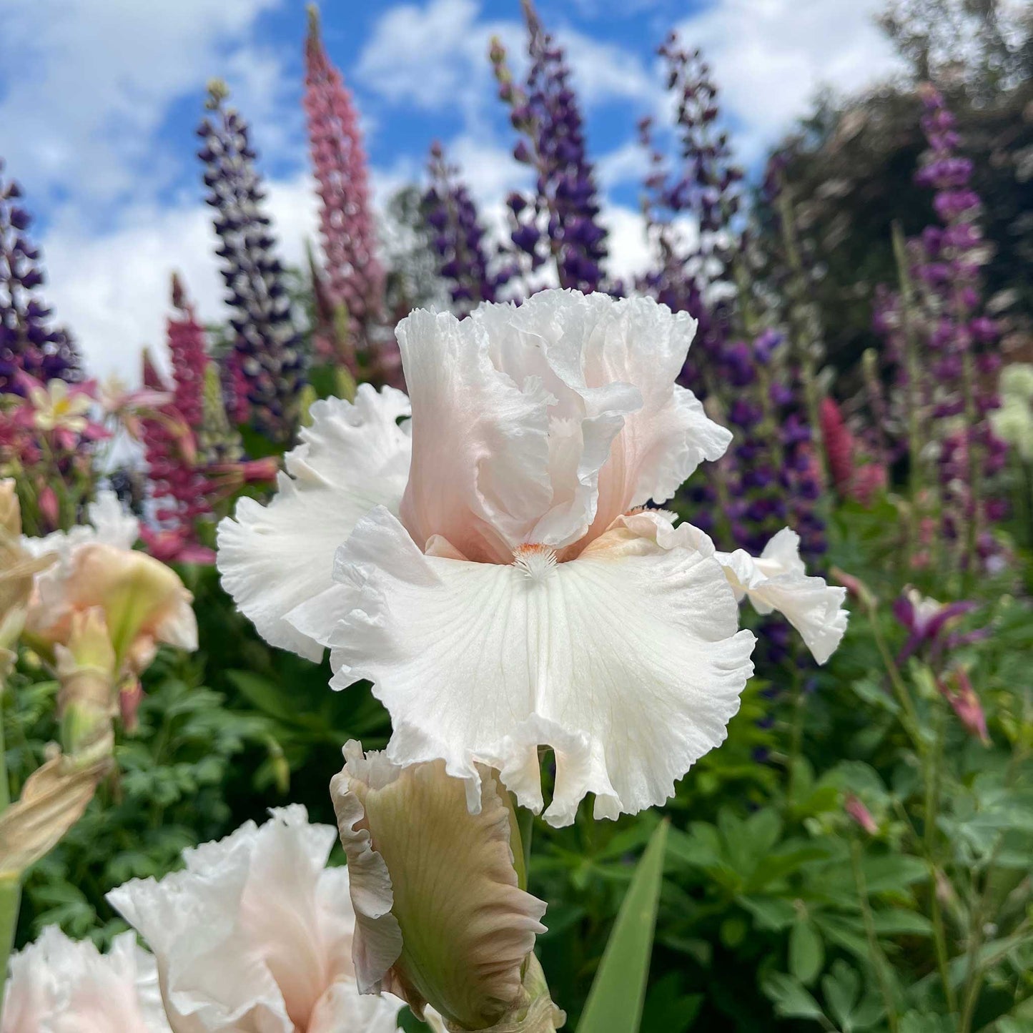bearded iris society page
