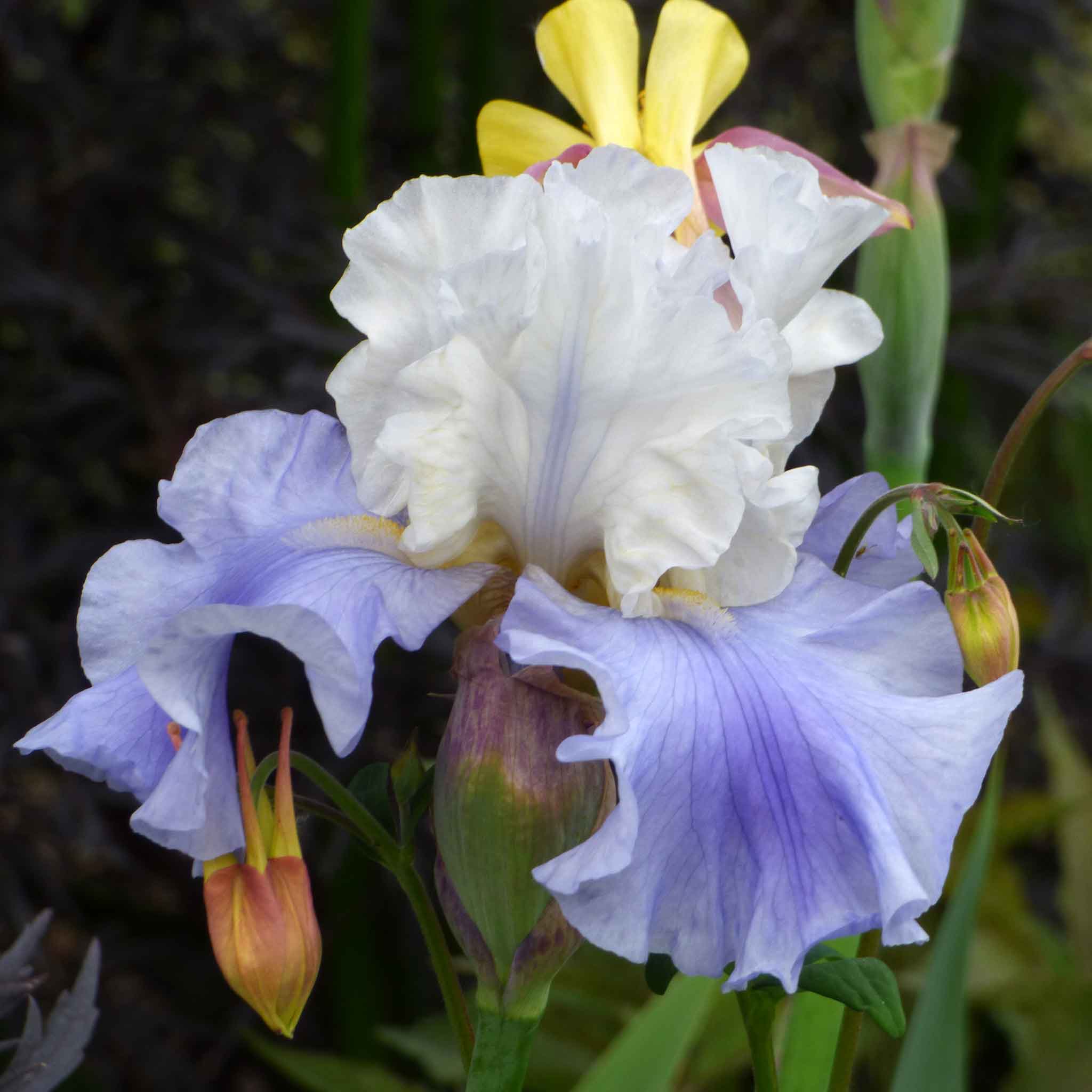 bearded iris stairway to heaven