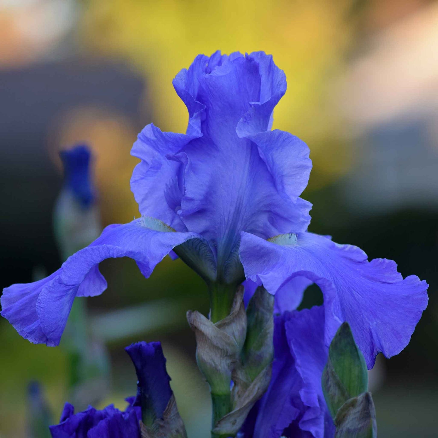 bearded iris sugar blues