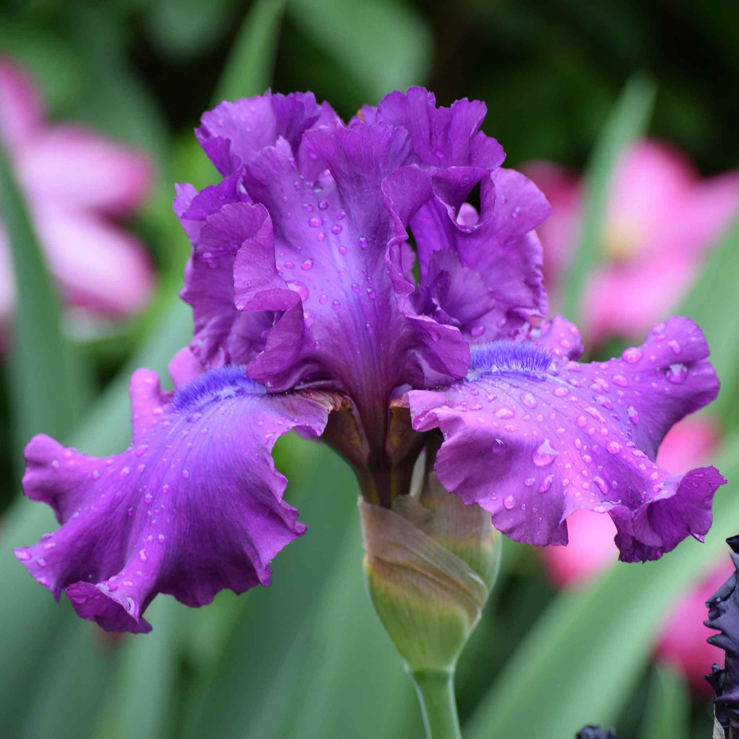 bearded iris swingtown