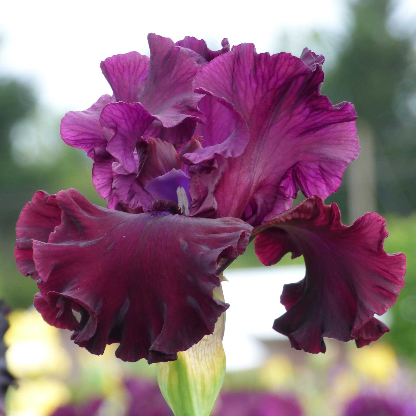 bearded iris tin cup chalice